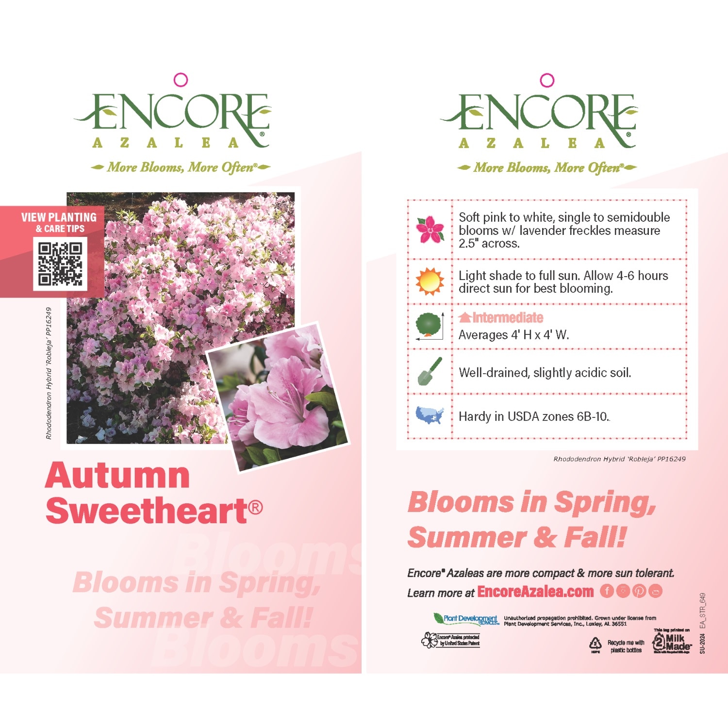 Encore Azalea 80622-1 shrubs - View #4