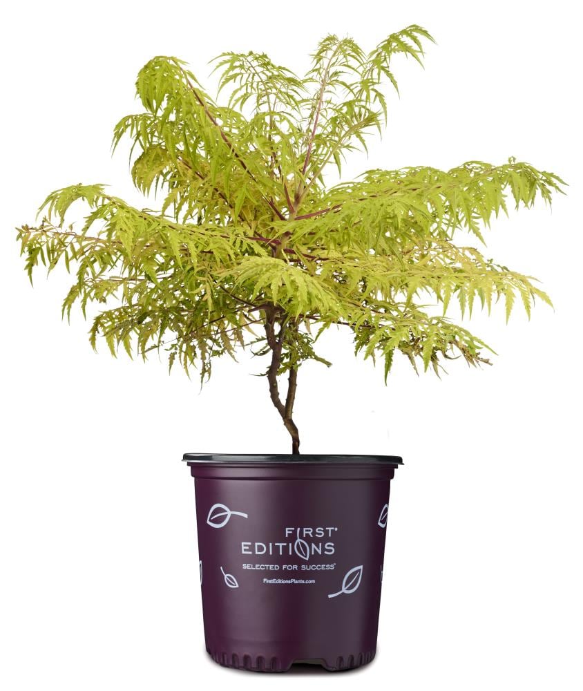 Lowe's NURSERY Tiger Eyes Staghorn Sumac Accent Shrub in -Gallon Pot 1.0 -Pack with Multicolor Blooms