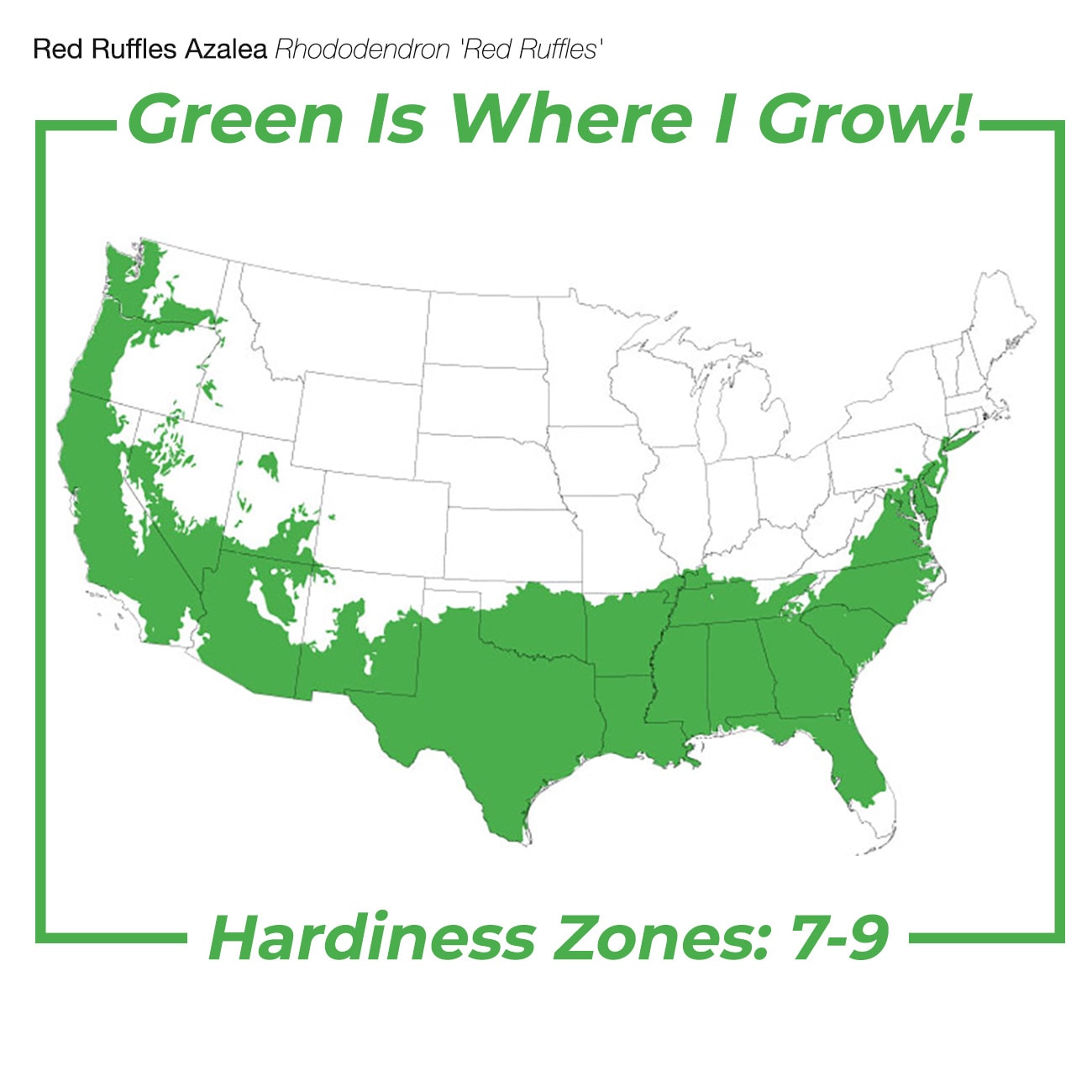 Perfect Plants LOREDRUFFLEAZALEA1G shrubs - View #3
