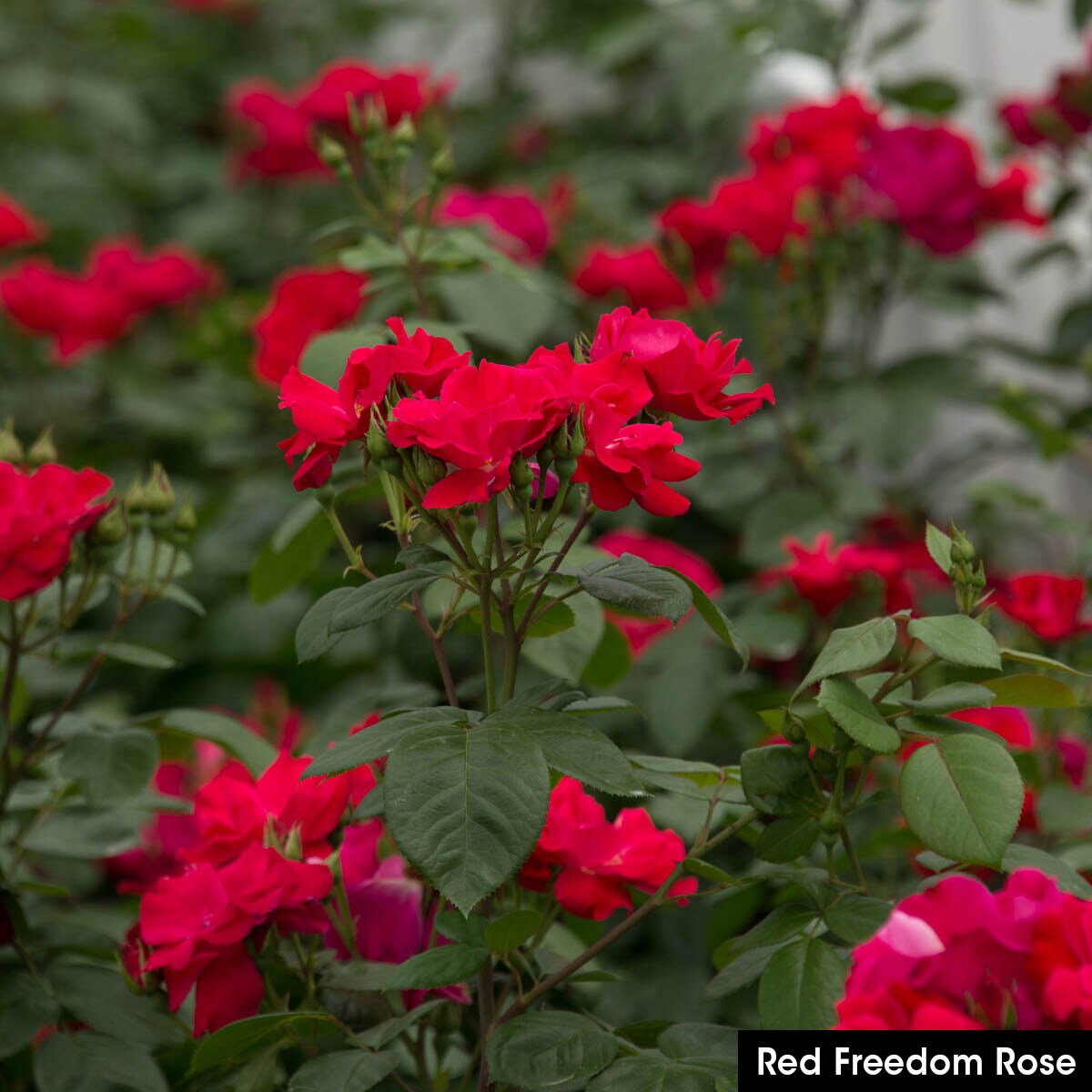 Spring Hill Nurseries 78504 roses - View #2