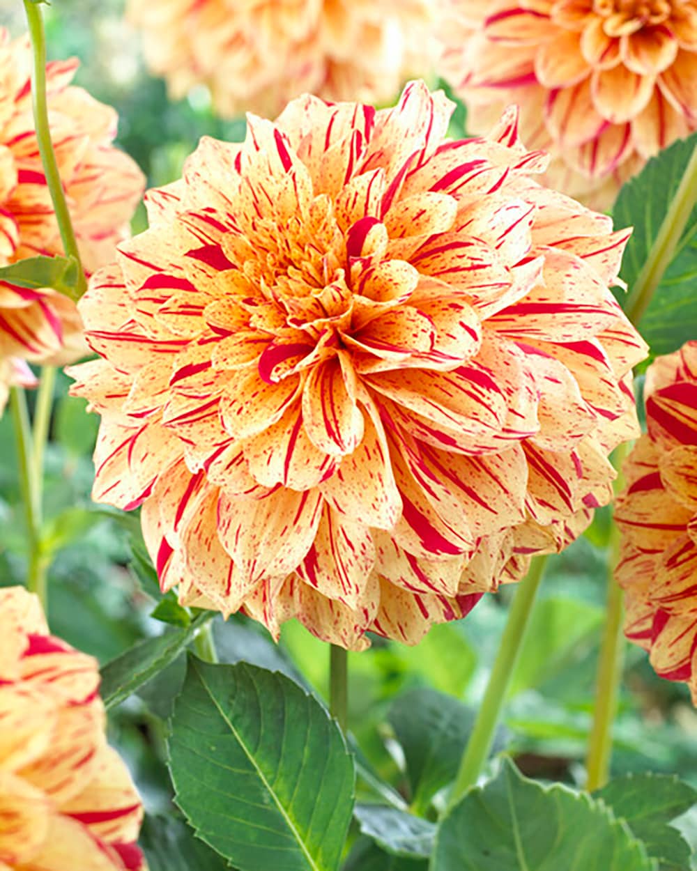 Garden State Bulb 07993 DAHLIA PAINTED MADAM 2-PK PBS