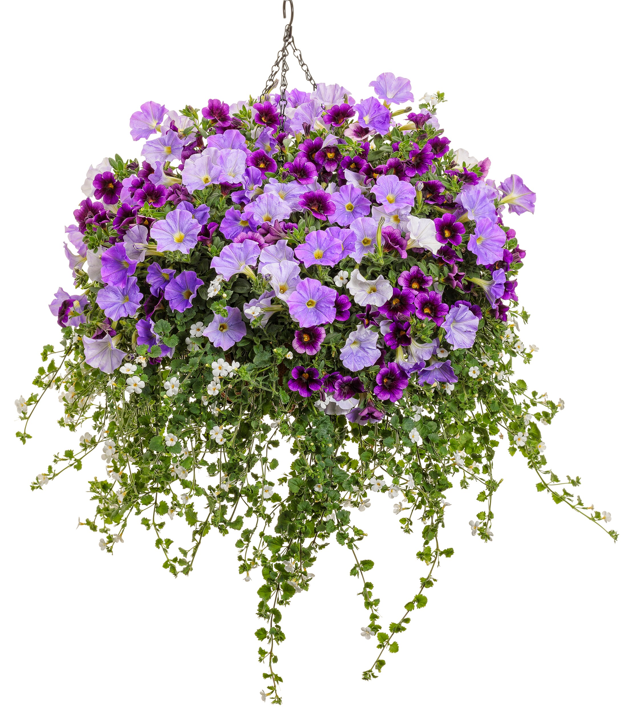 Proven Winners BACPRW1047504 annuals - View #7