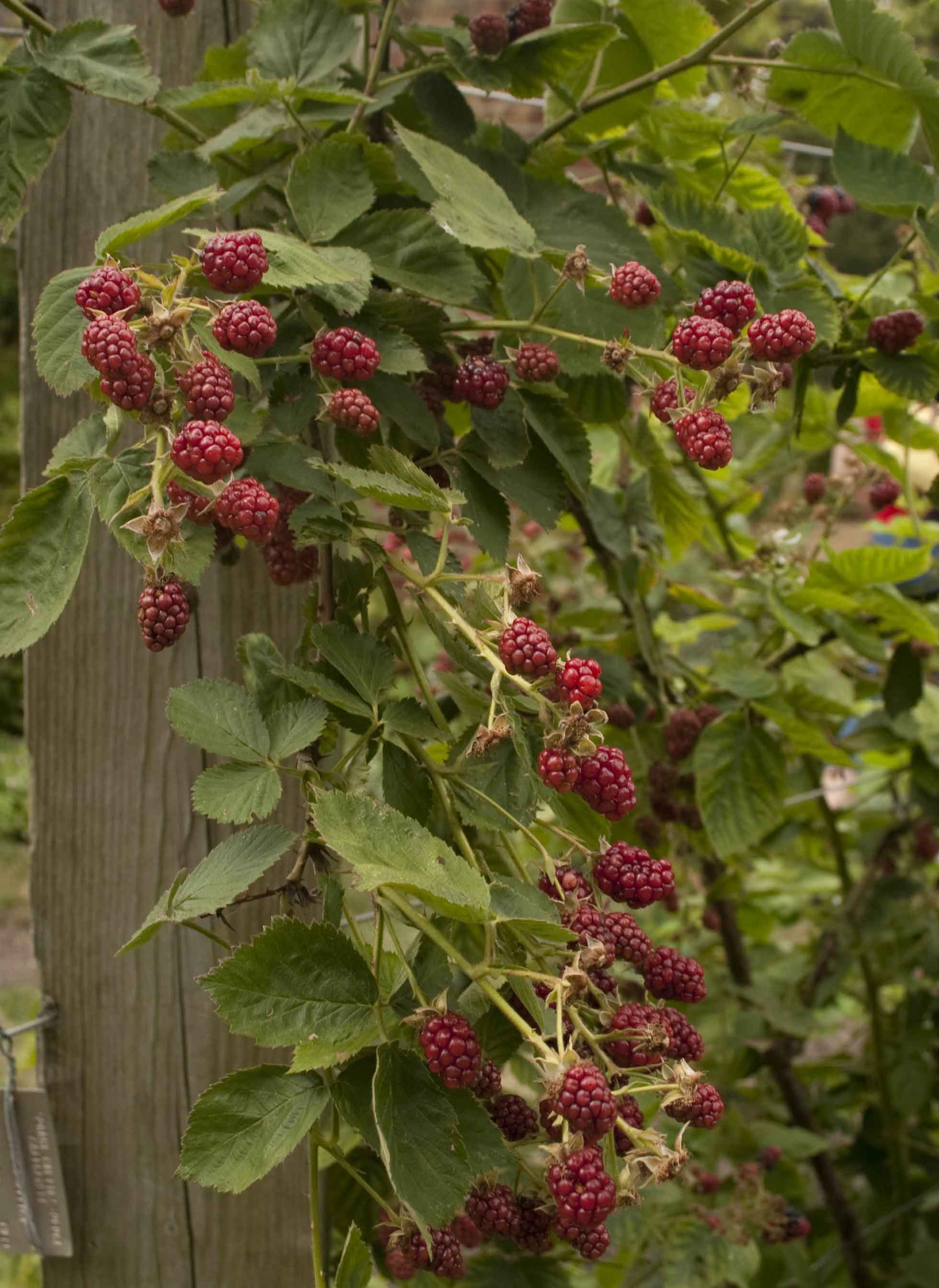  35.23926 No Flowers Latham Red Raspberry Bulbs