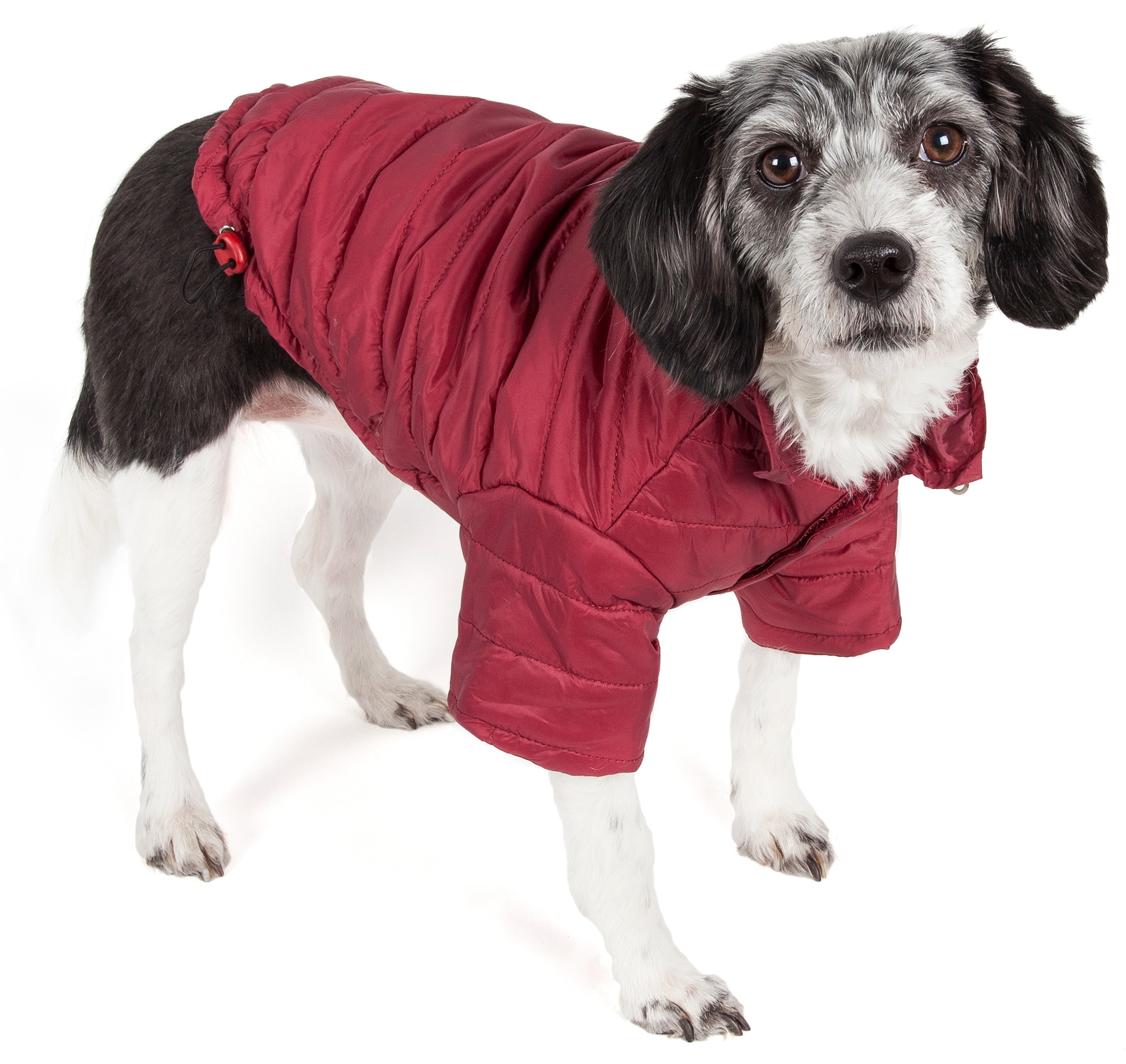 Pet Life Lightweight Adjustable 'Sporty Avalanche' Pet Coat X-small (up ...