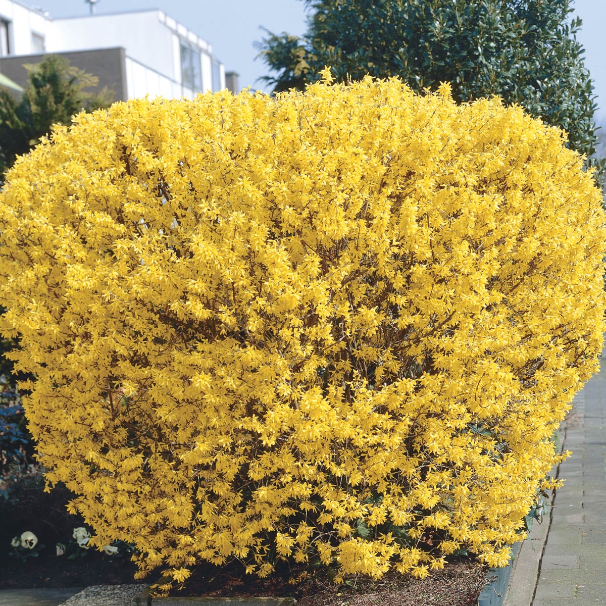 Gurney's Seed and Nursery 89497 shrubs - View #3