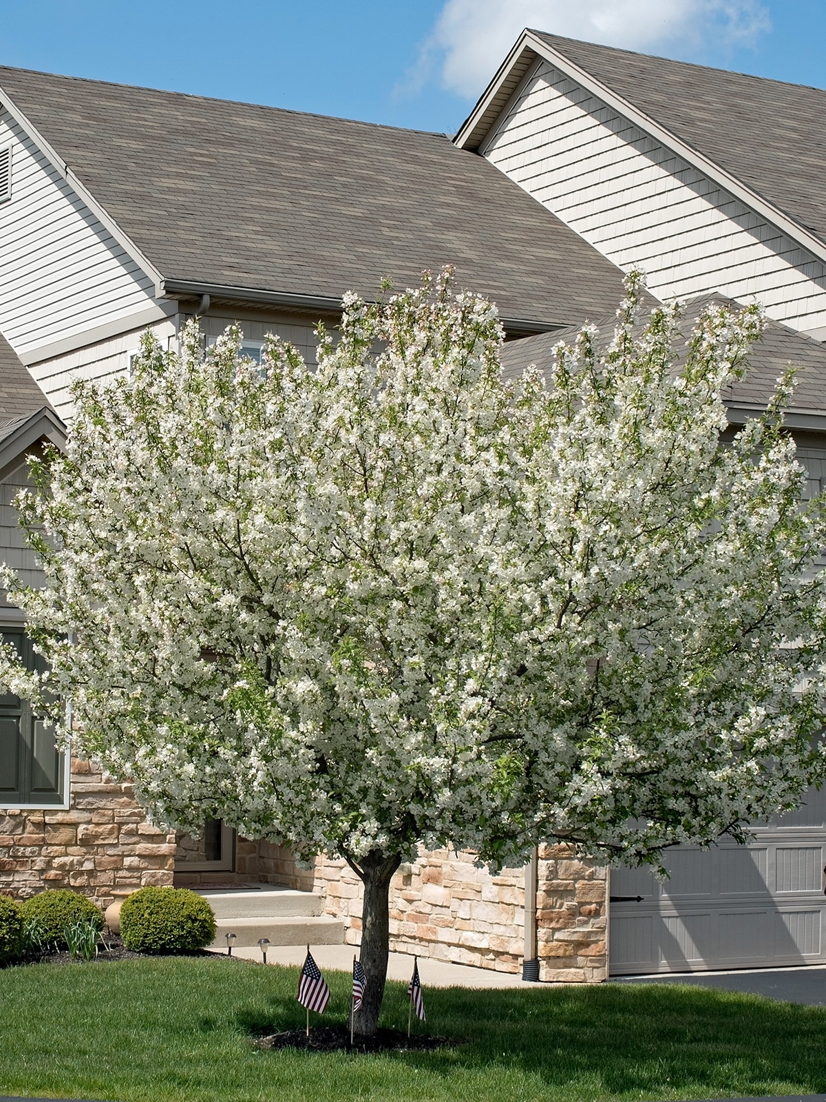 Southern Planters CRASUG05G trees - View #3