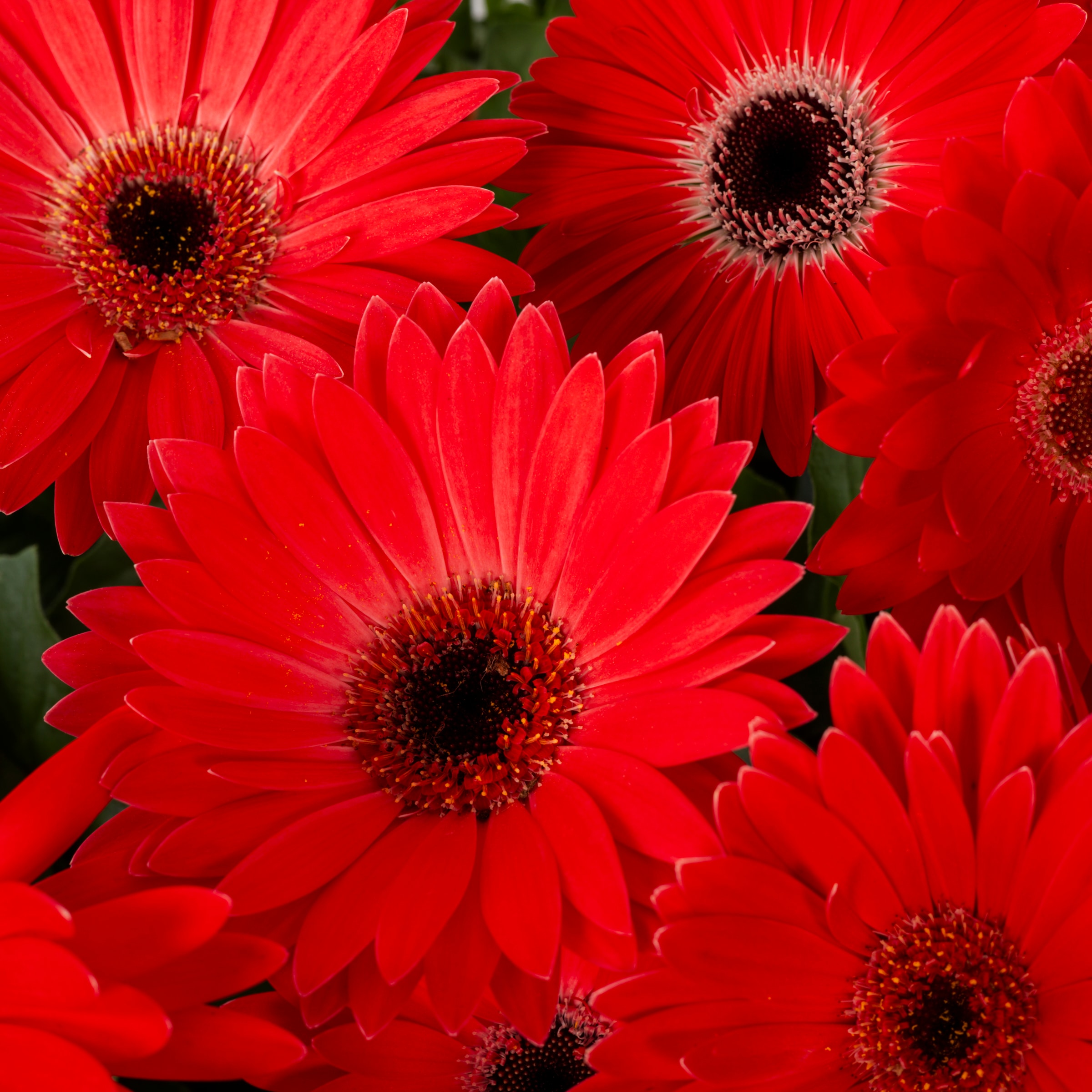 Metrolina Greenhouses 4772 annuals - View #2