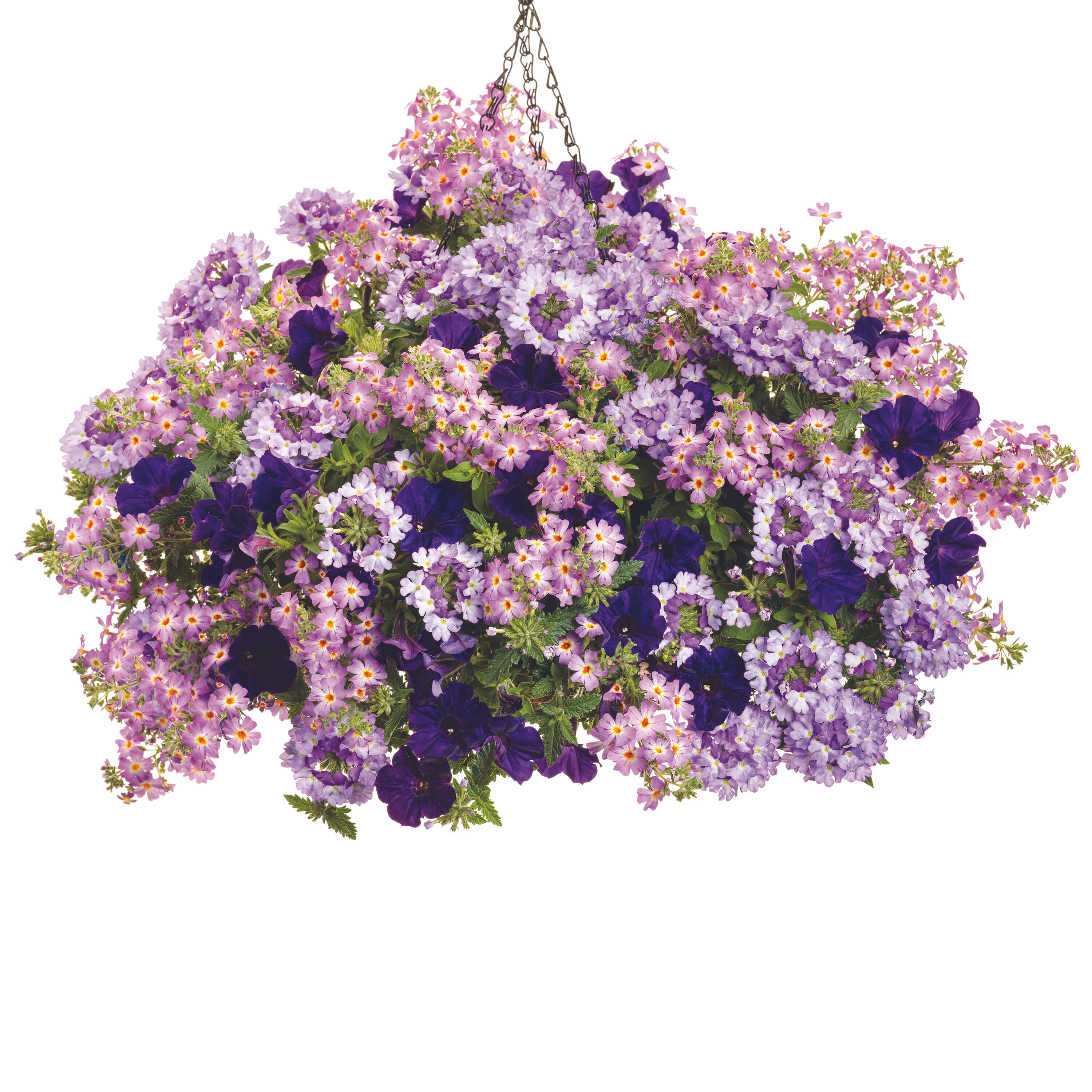 Proven Winners JAMPRW1027504 annuals - View #3
