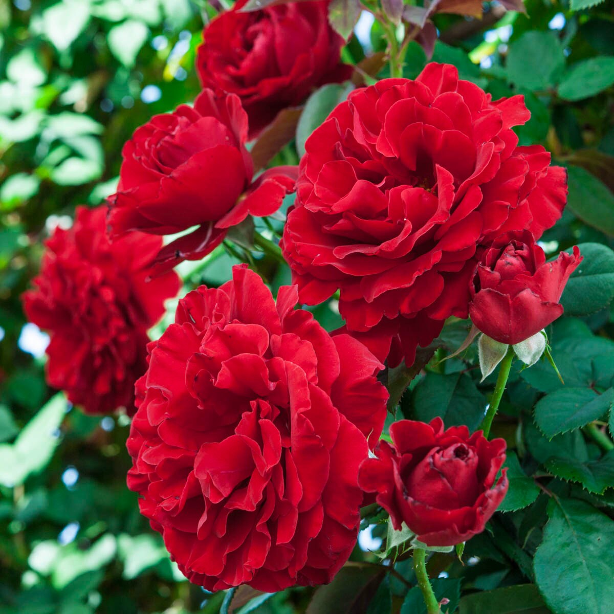 Spring Hill Nurseries 88156 roses - View #4