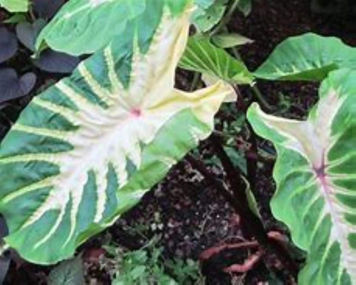 Lowe's NURSERY White Elephant Ear in 2.5 Quart(s) Pot 1 -Pack