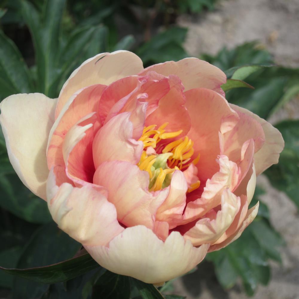 Bloomsz Peonia in 1-Pack Bareroot in the Perennials department at 