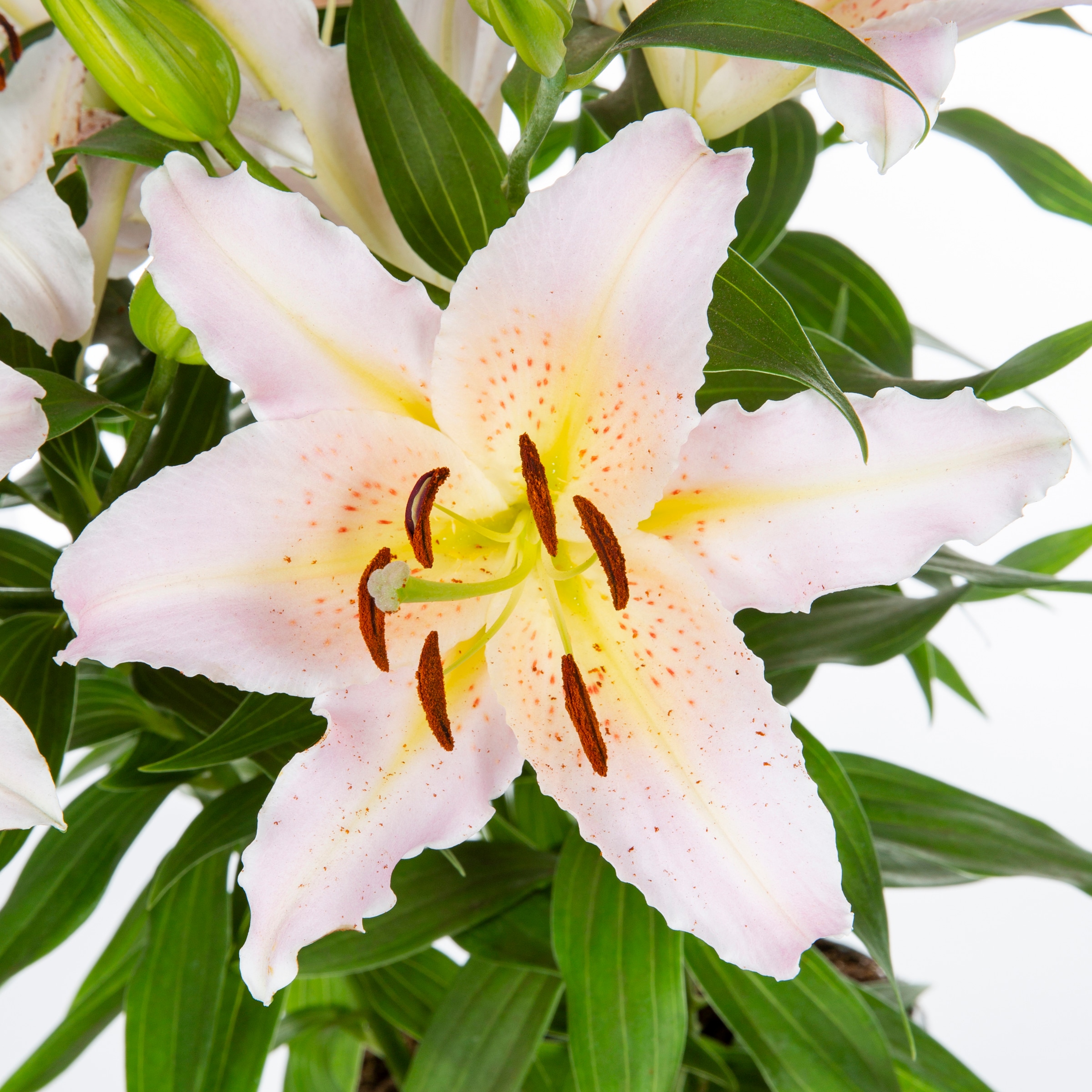 Proven Winners NURSERY perennials - View #2