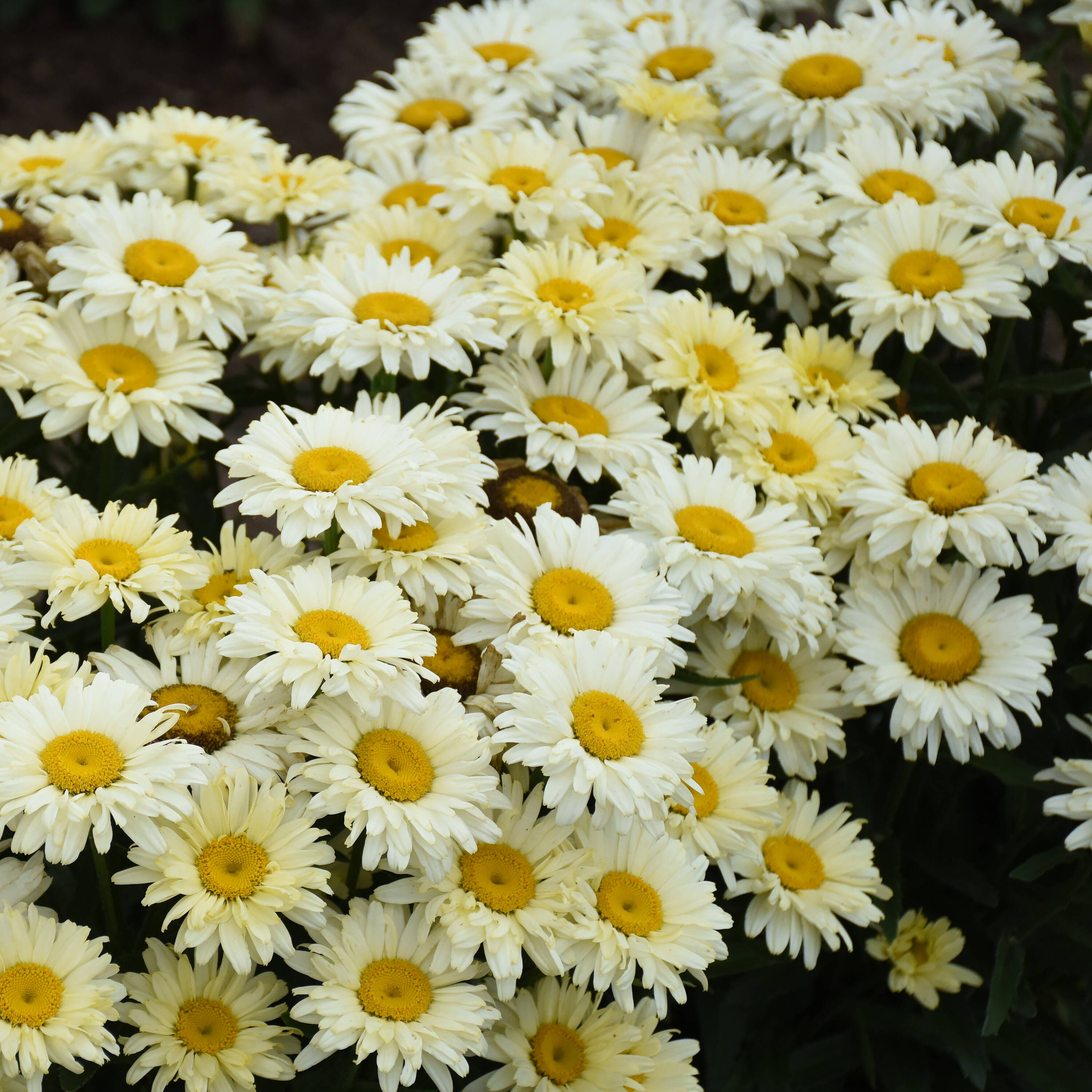 Proven Winners Lemon Yellow Amazing Daisies 'Banana Cream II' Shasta ...