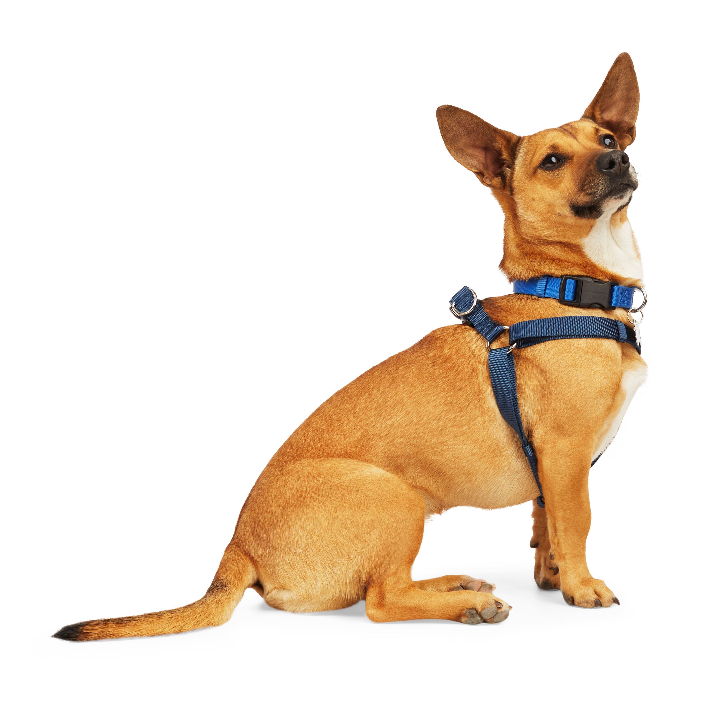 Youly 3710219 Dog-Collars-Harnesses - View #2