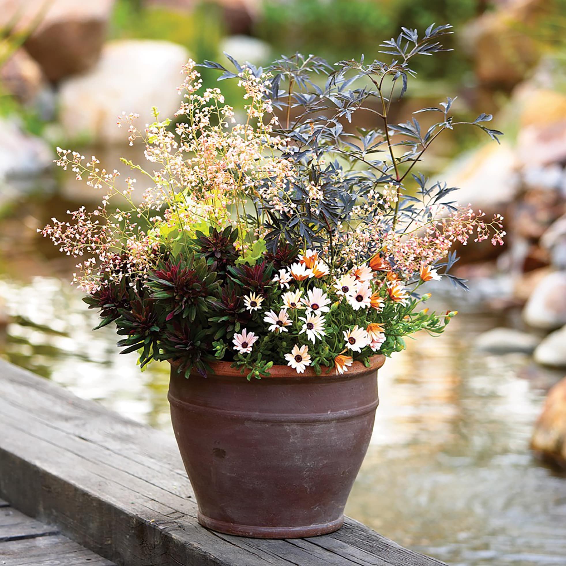 Proven Winners SAMPRC1026101 shrubs - View #3
