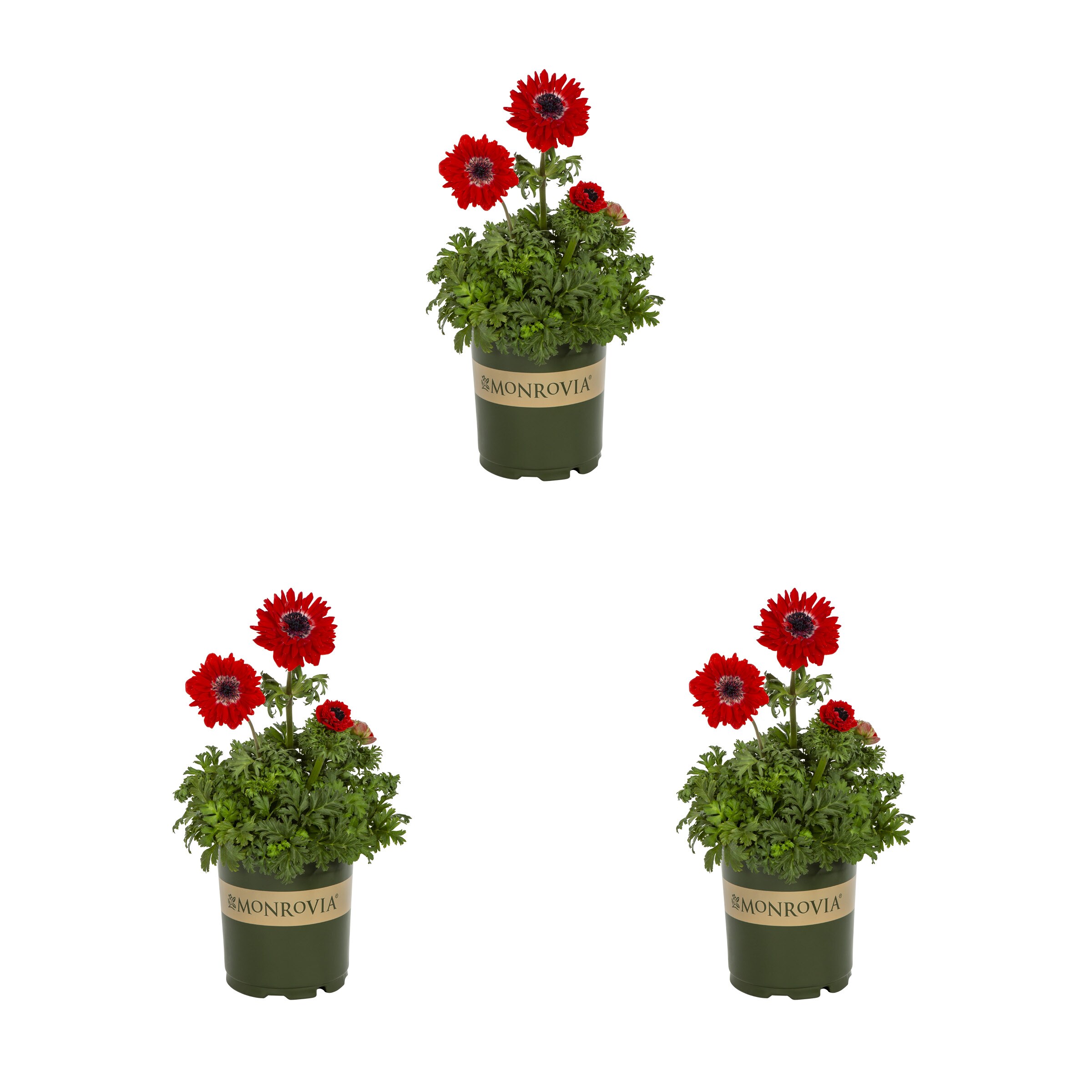 Monrovia Red Anemone Plant In 2.5-quart Pot 3-pack In The Perennials 