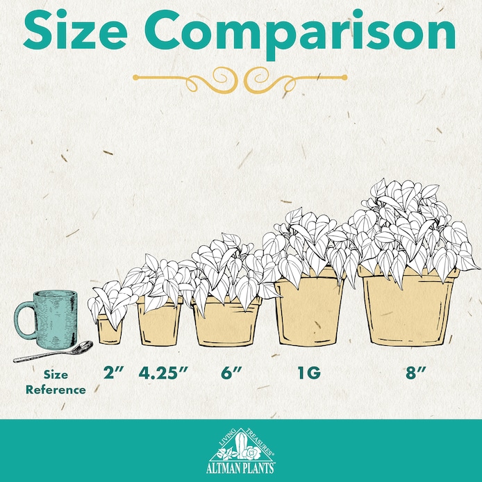 Altman Plants   - View #5