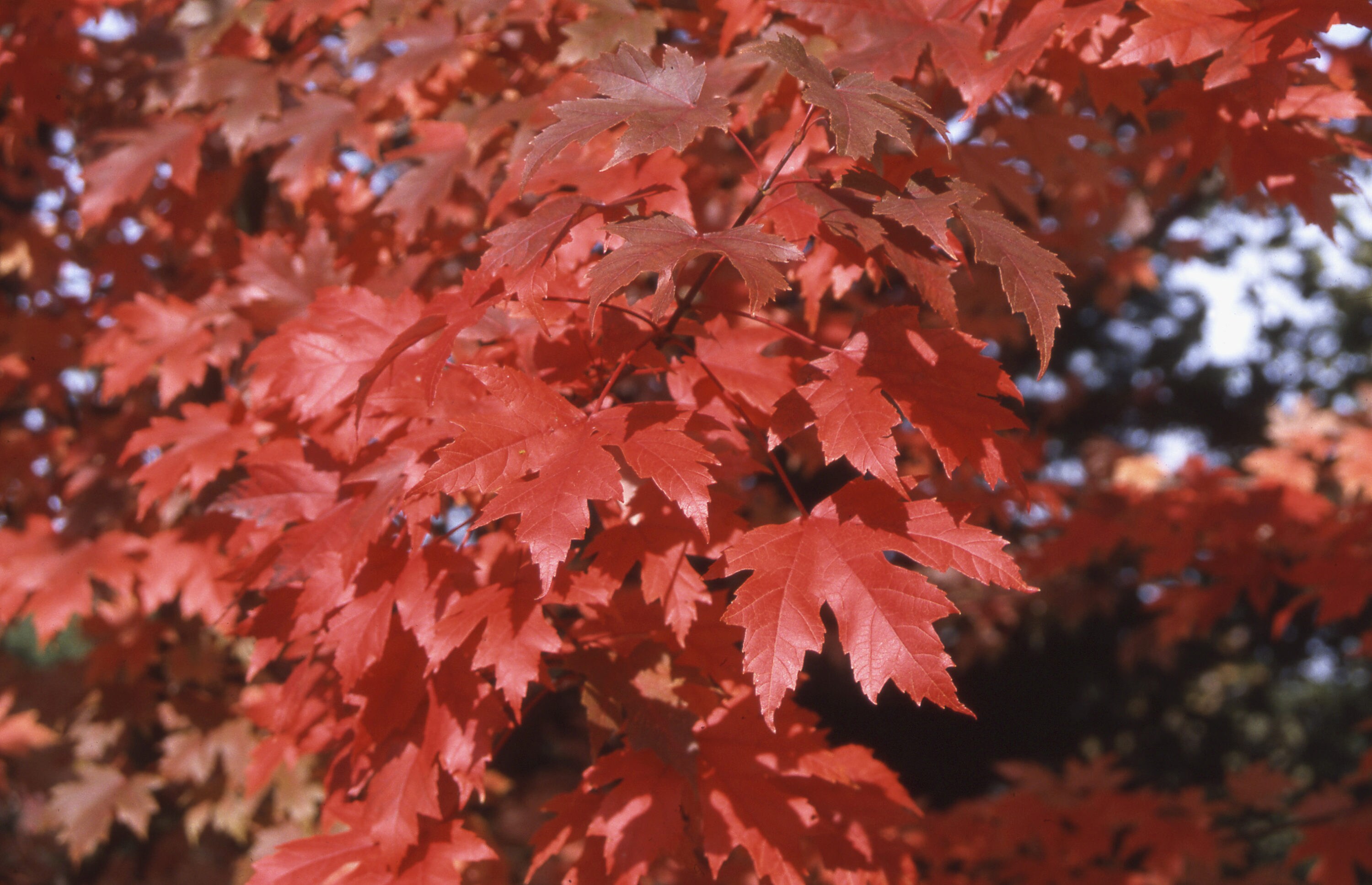  NURSERY trees - View #3