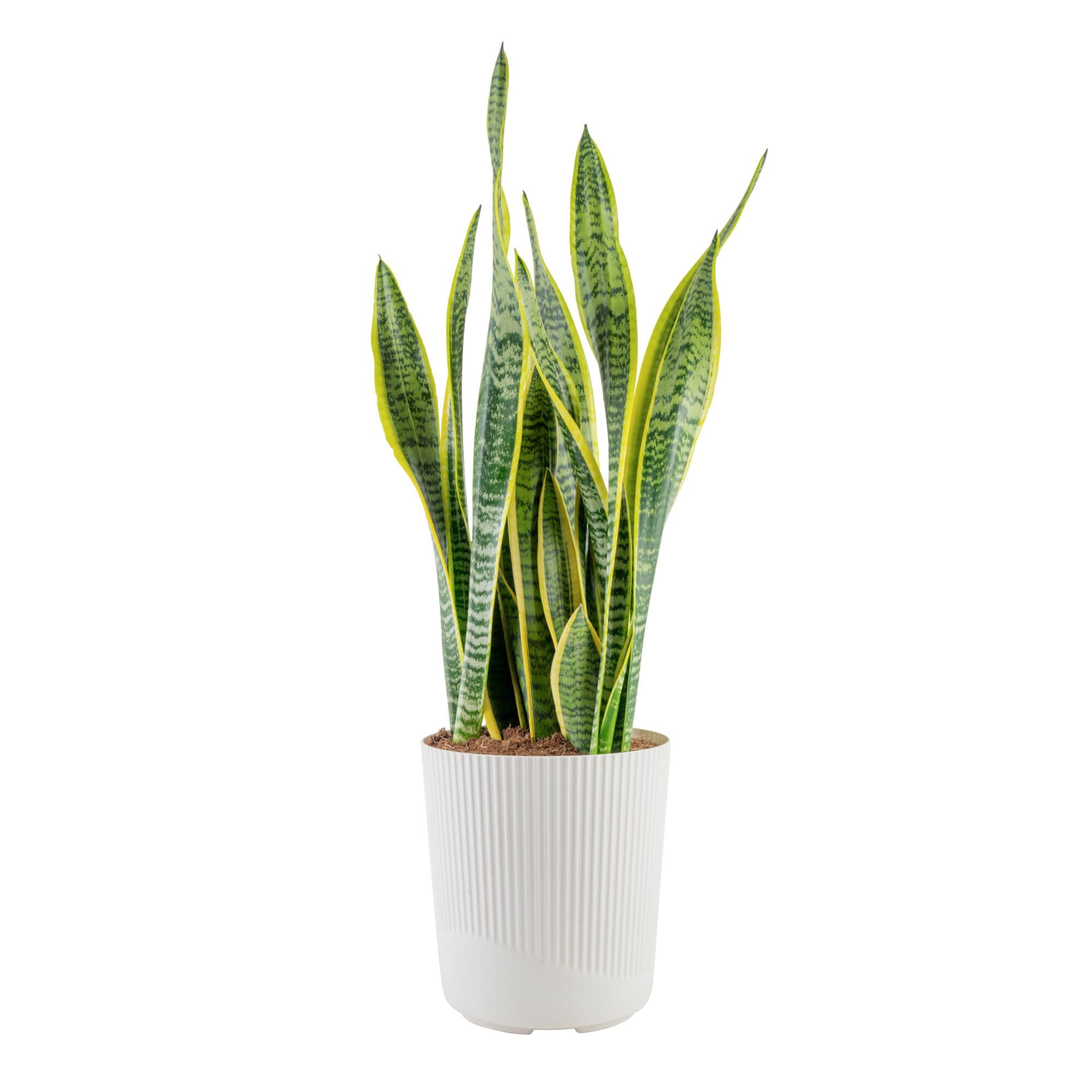 Costa Farms L-SLV-S-BEI-01-LW Grower's Choice Sansevieria Snake plant House plant in 10 Inch(es) Planter 1.0 -Pack