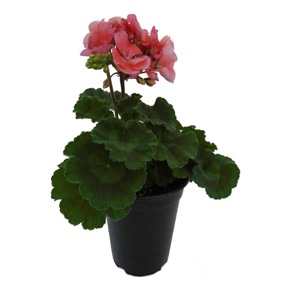 Lowe's Multicolor Geranium In 1-quart Pot At Lowes.com