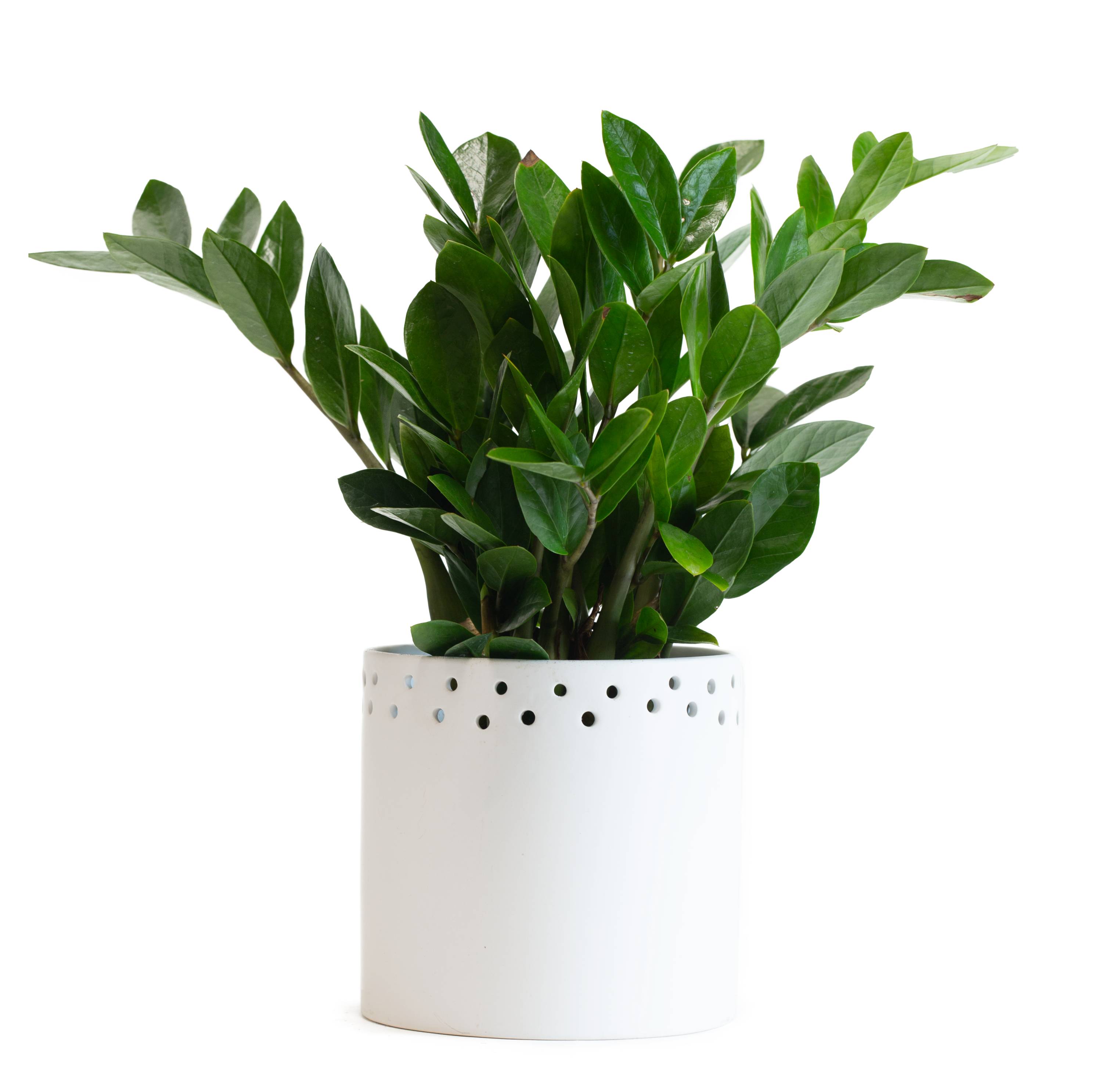 Lineage Assorted foliage House Plants at