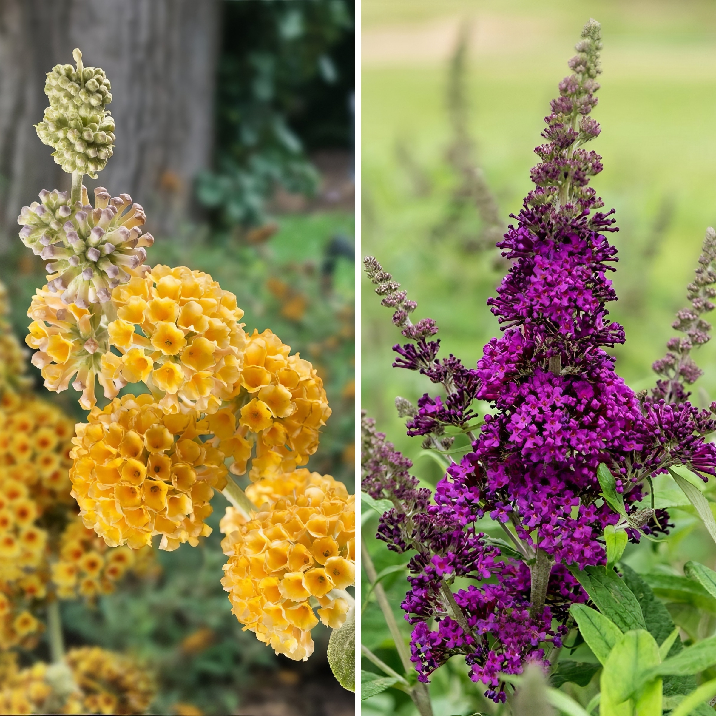 National Plant Network LW1779 Butterfly Bush Flowering Shrub in 4 -Pack Pot 4 -Pack with Multicolor Blooms