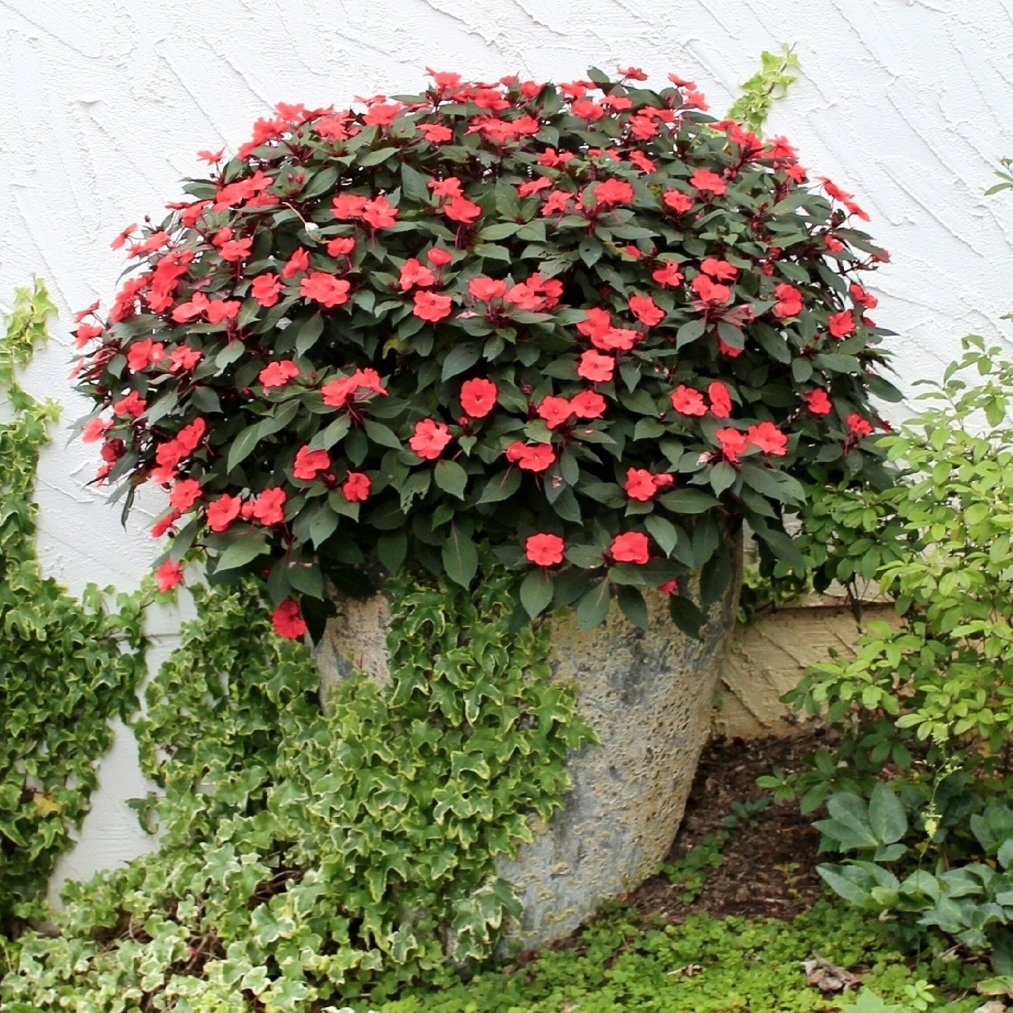 National Plant Network LW1253 annuals - View #2