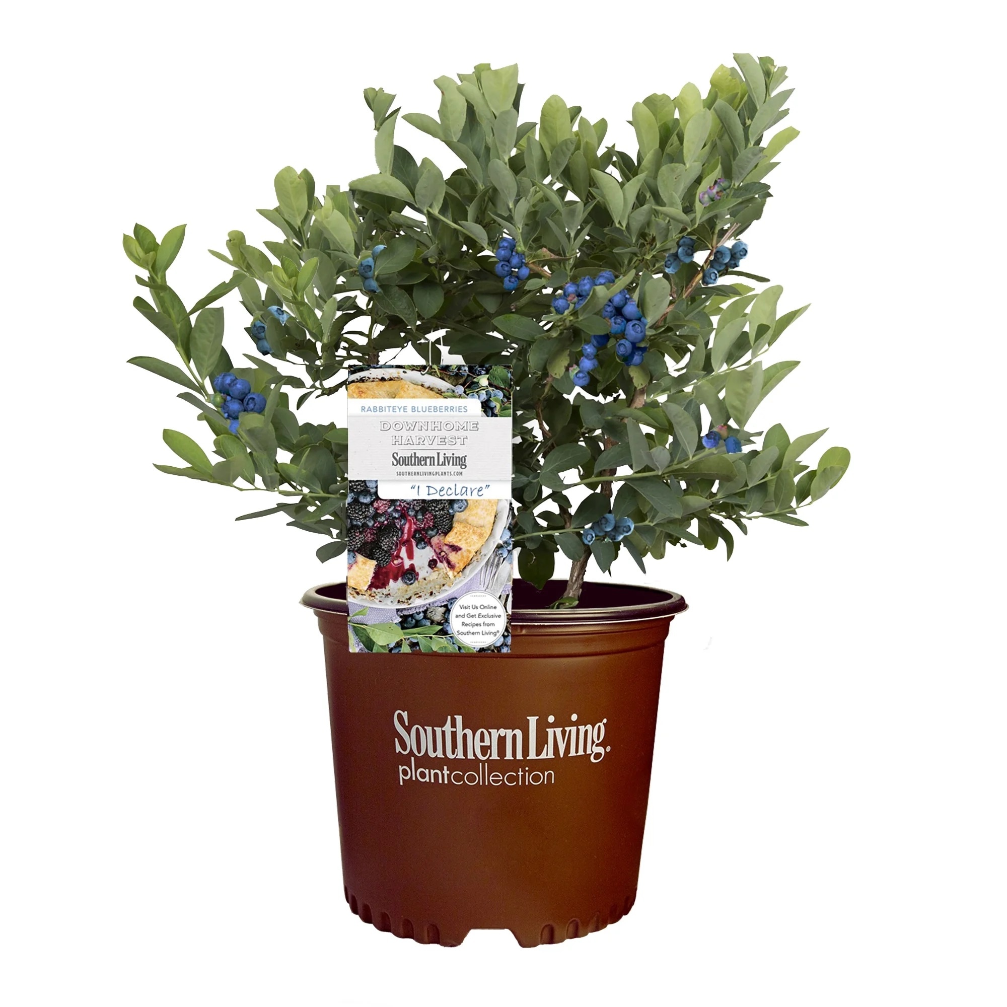Southern Living Plant Collection 90492-2 1 -Pack Blueberry Plant in Pot Winter to Spring
