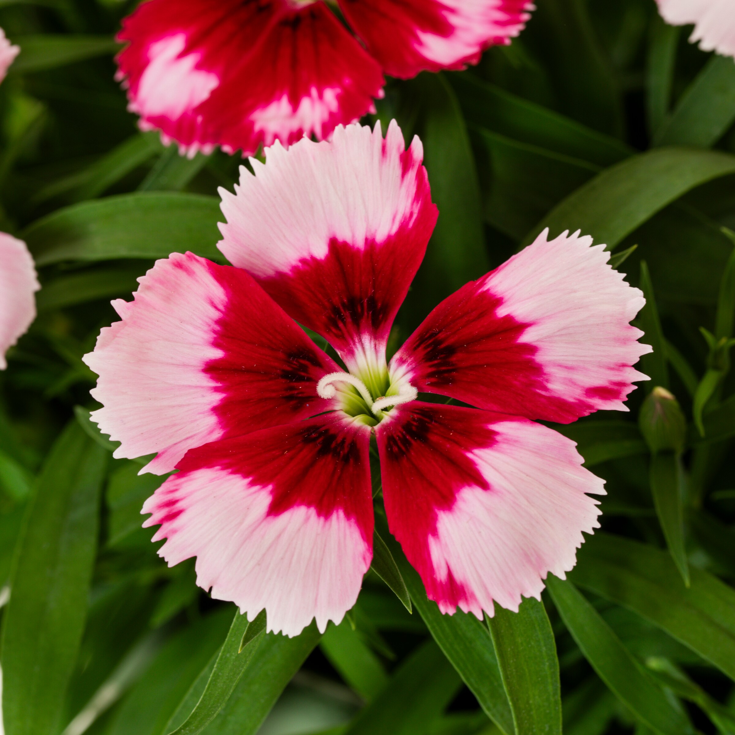 Metrolina Greenhouses 4626 annuals - View #2