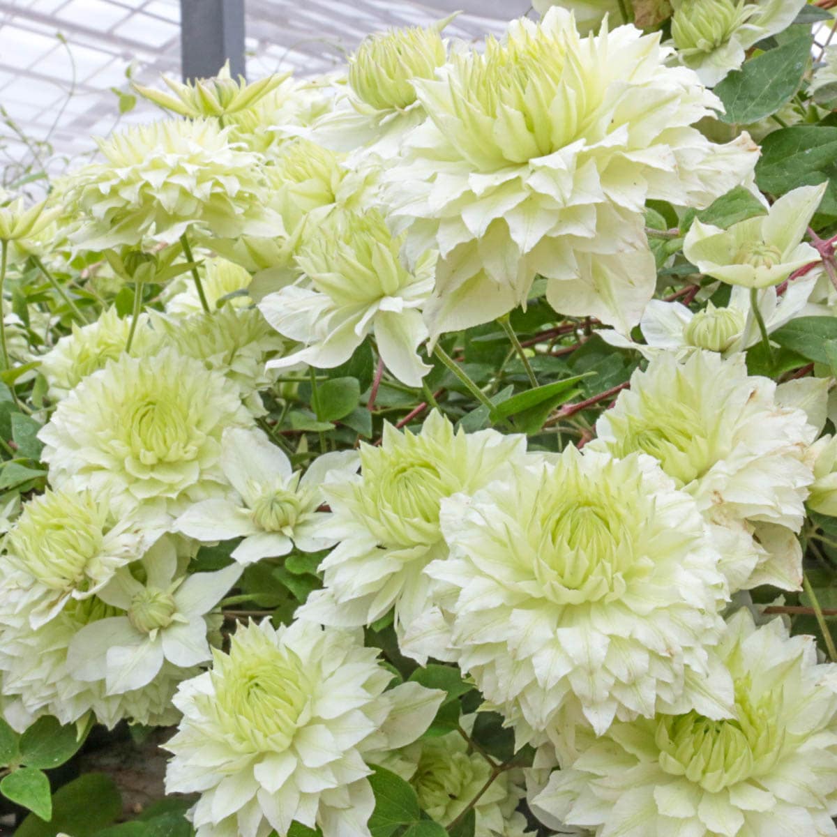 Spring Hill Nurseries 89142 White Flowering Manju Clematis Dormant Perennial Vine Plant in 1 -Pack Bareroot 1 -Pack