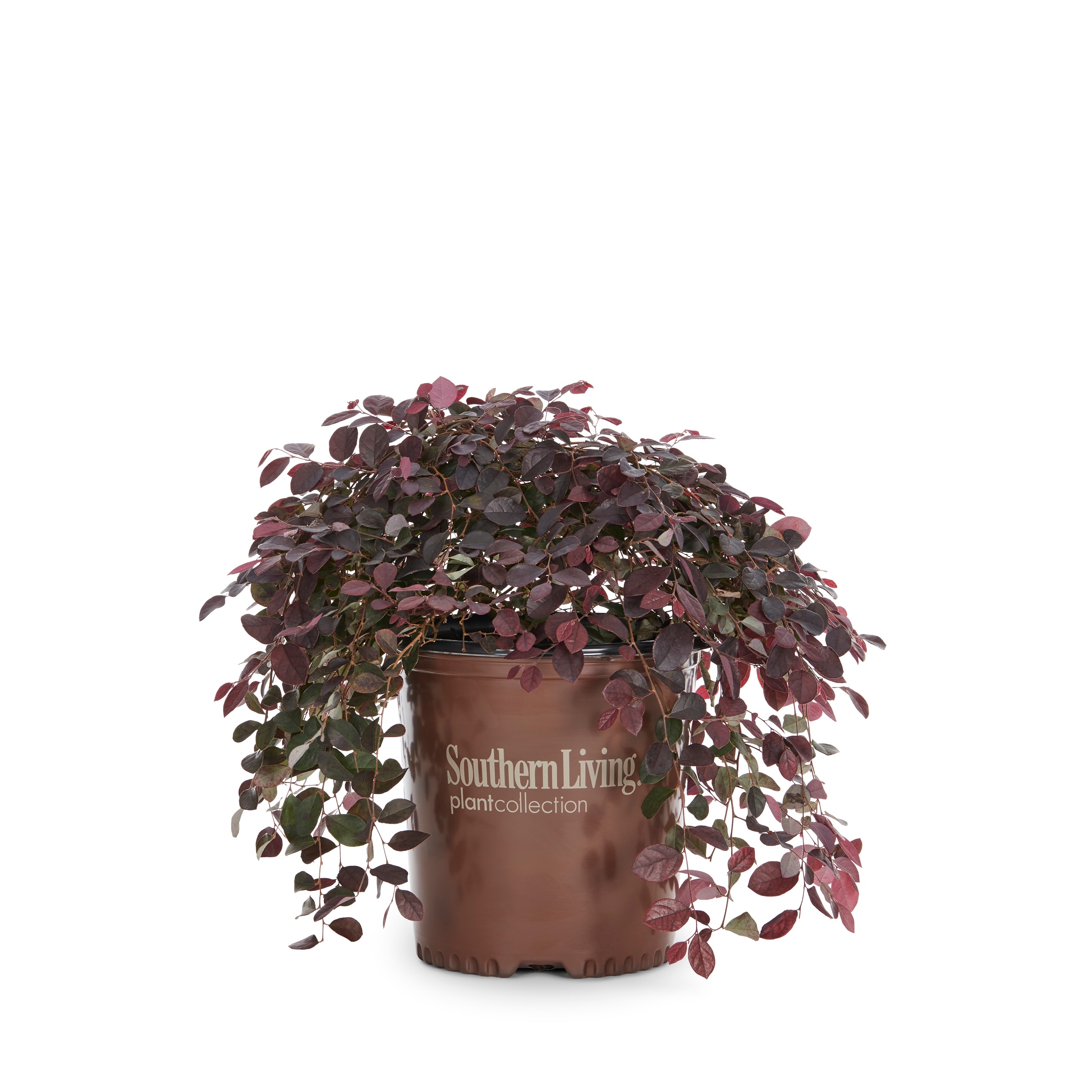 Lowe's Pink Loropetalum Accent Shrub in 2-Gallon Pot in the Shrubs ...