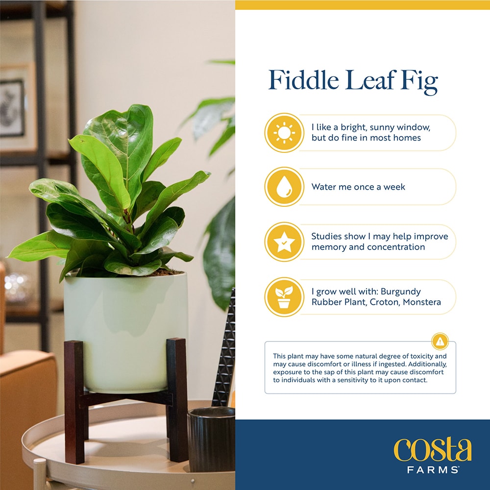 Houseplant Leaf Shine Spray  The Fiddle Leaf Fig Plant Resource