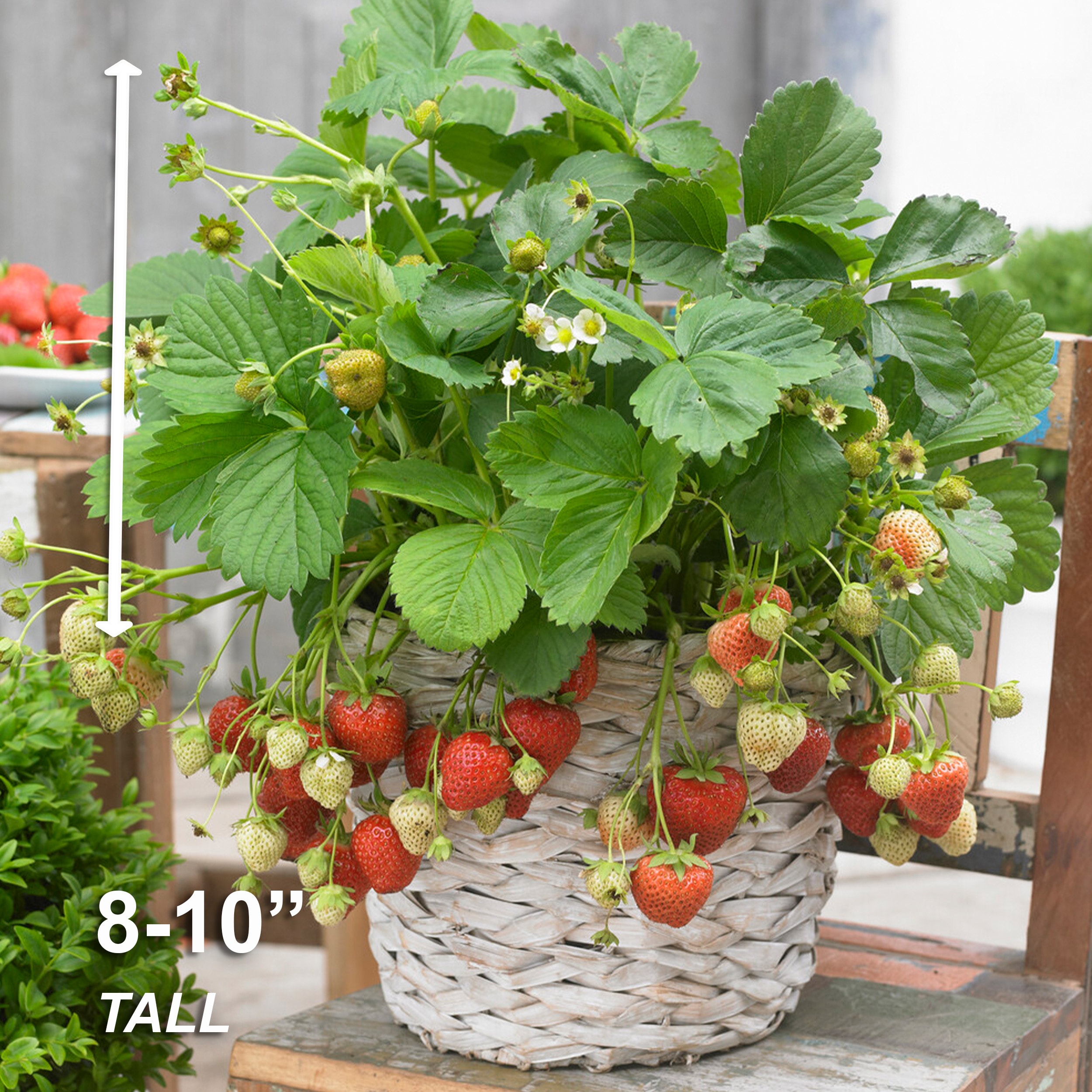 Garden State Bulb ECS-79-20-02 Fruit-Plants - View #5