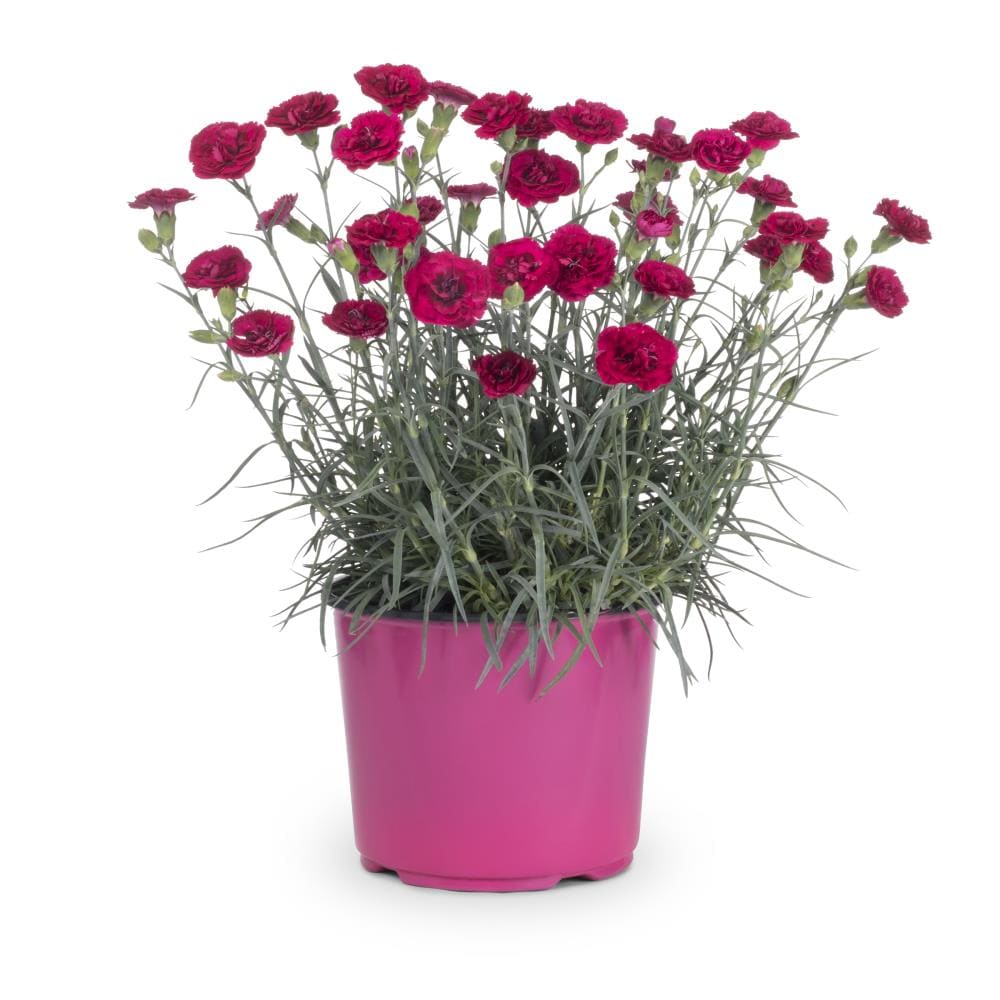 Lowe's Multicolor Dianthus Plant in 1.5-Gallon (s) Pot in the