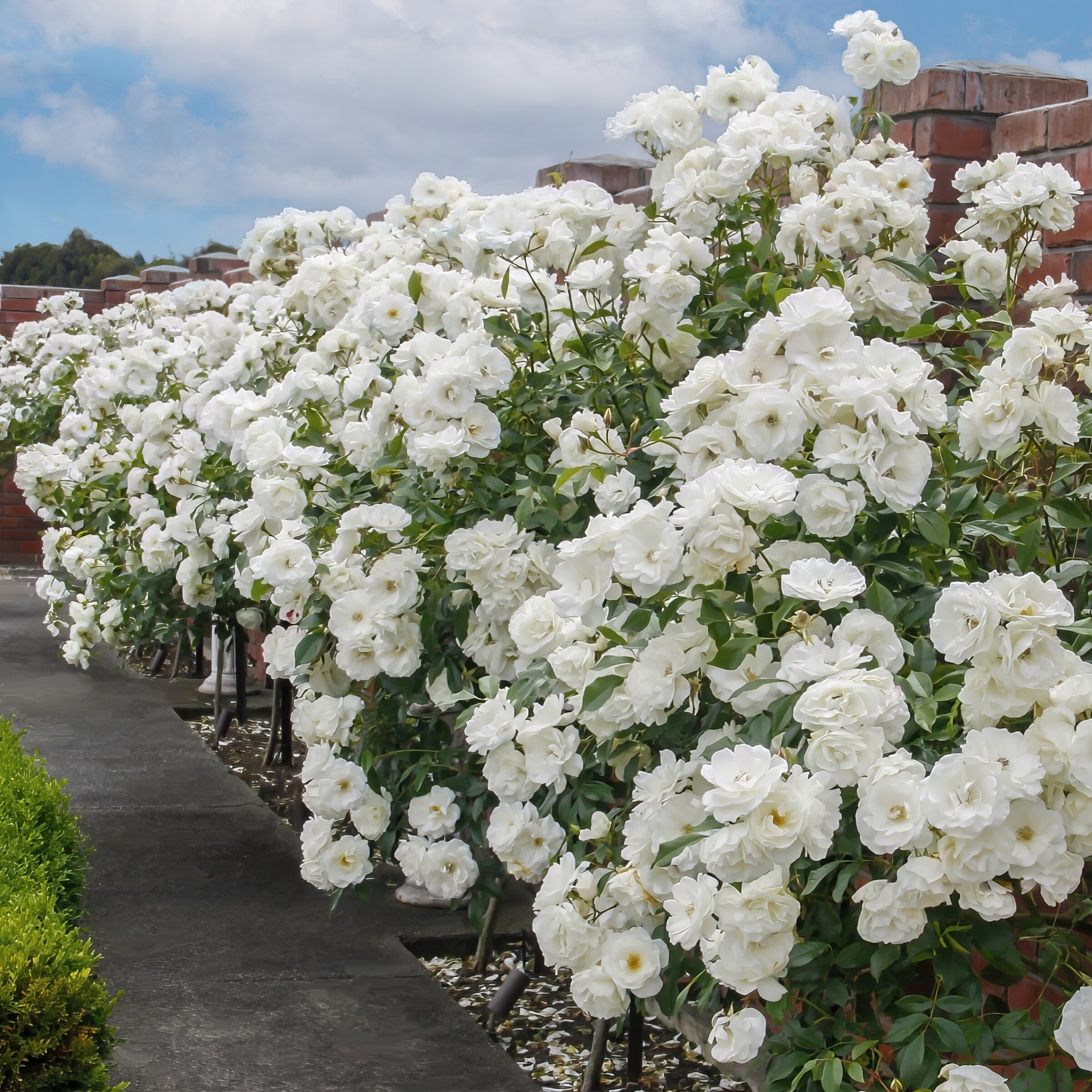 National Plant Network LW1593 roses - View #5