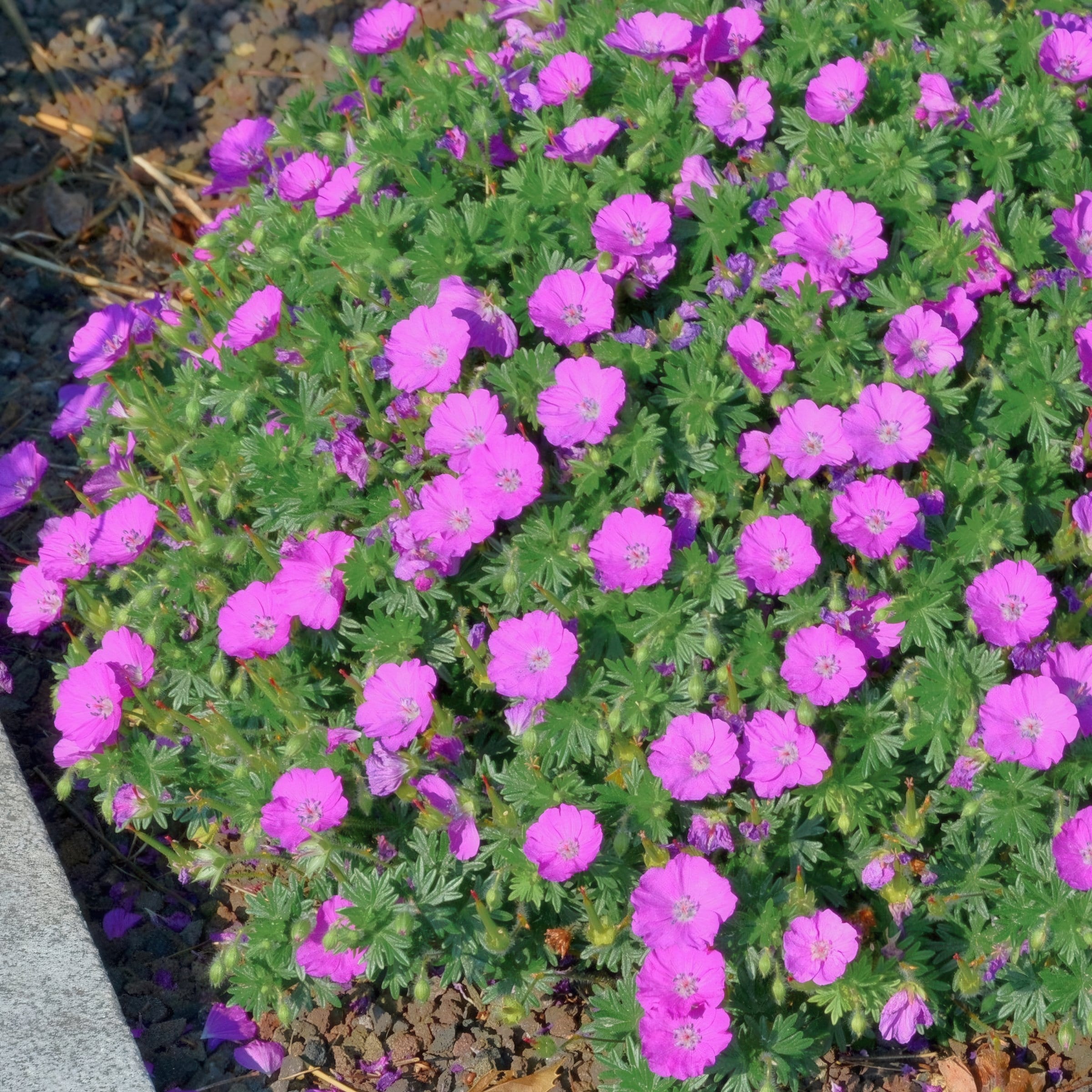 National Plant Network LW1920 perennials - View #3