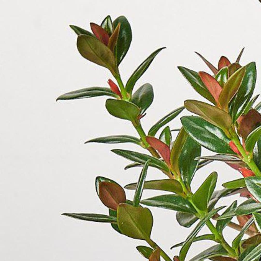 House Plant Shop 6-NEMATANTHUS-BLACK hseplants - View #2