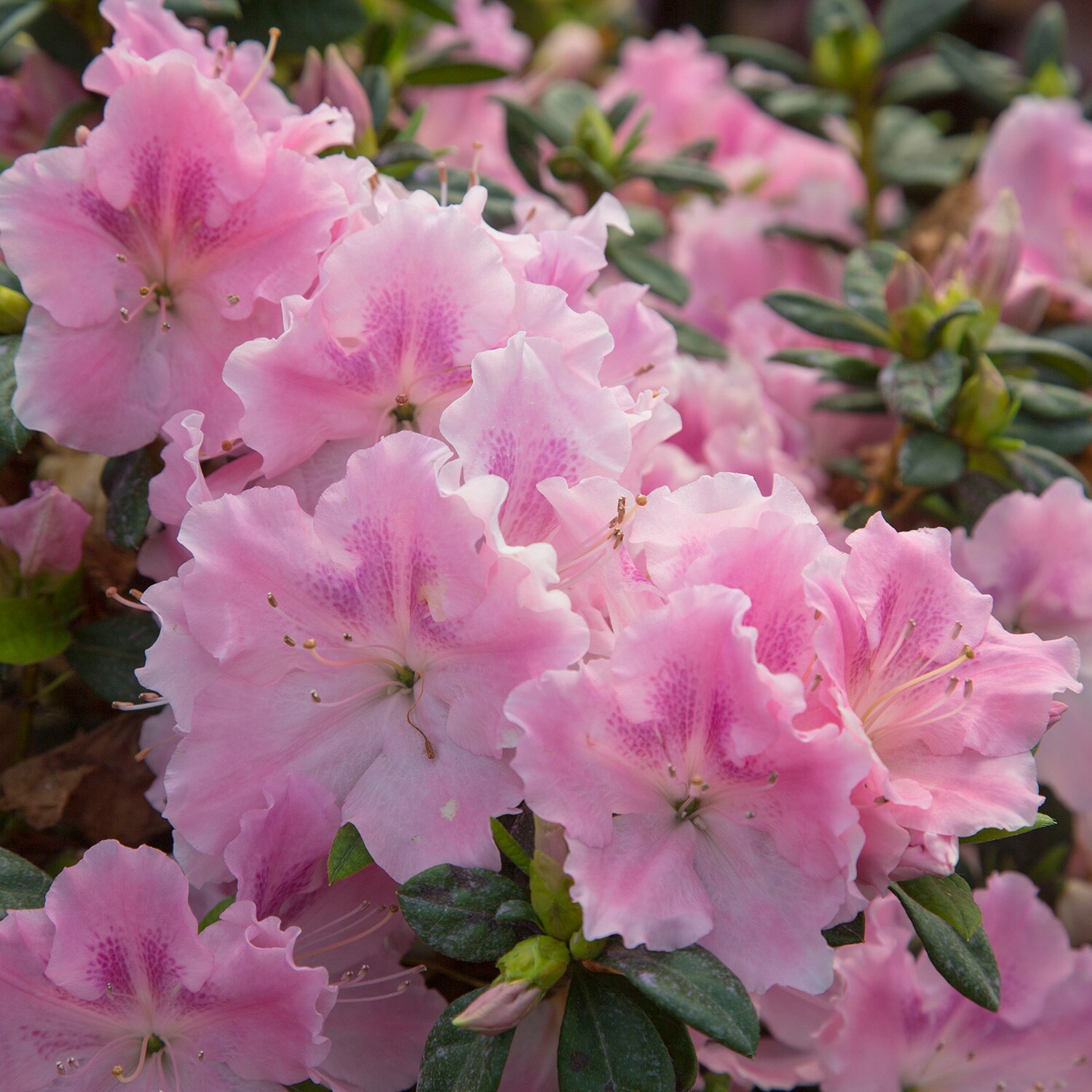 Encore Azalea 80621-1 shrubs - View #2