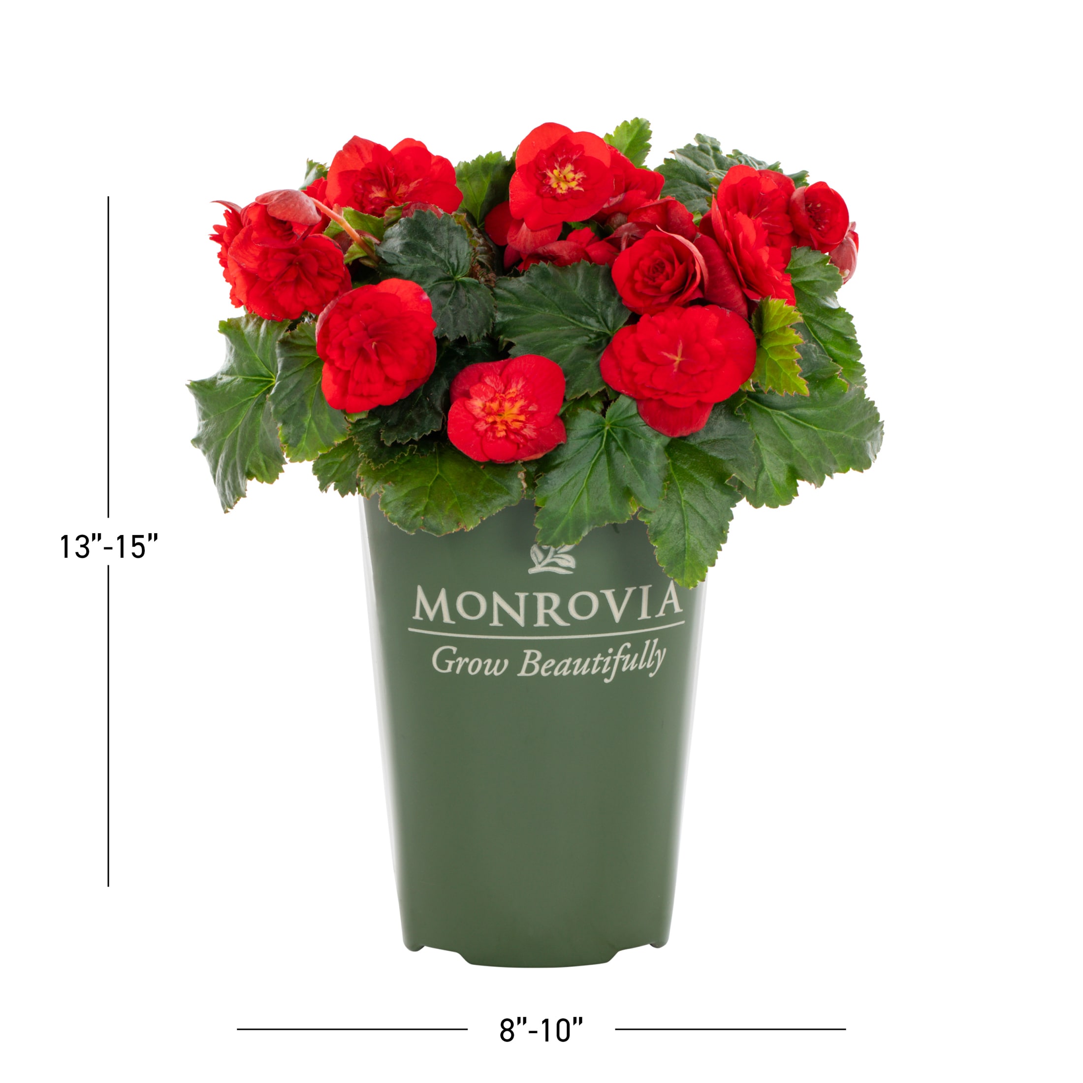 Monrovia 5011 annuals - View #3