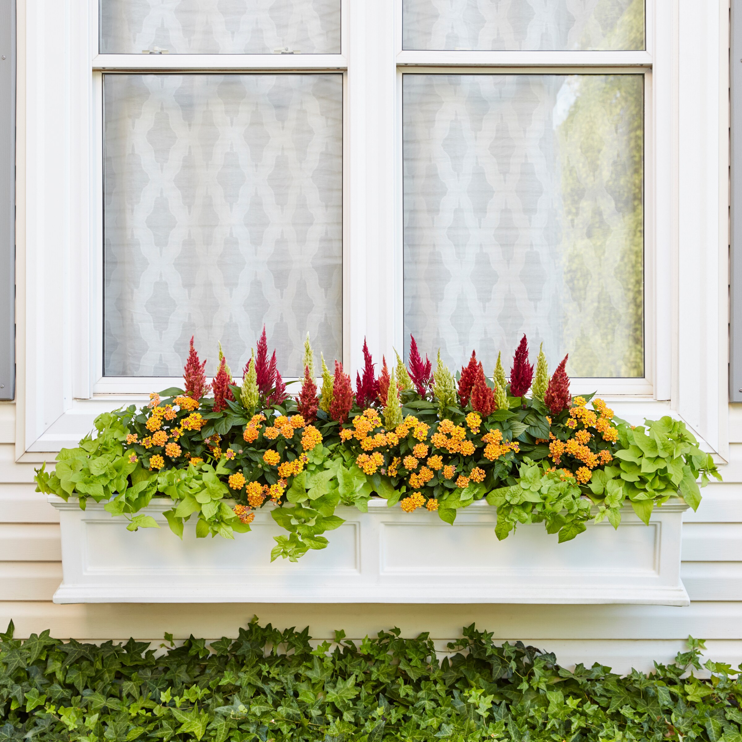 Lowe's 1528269 annuals - View #4