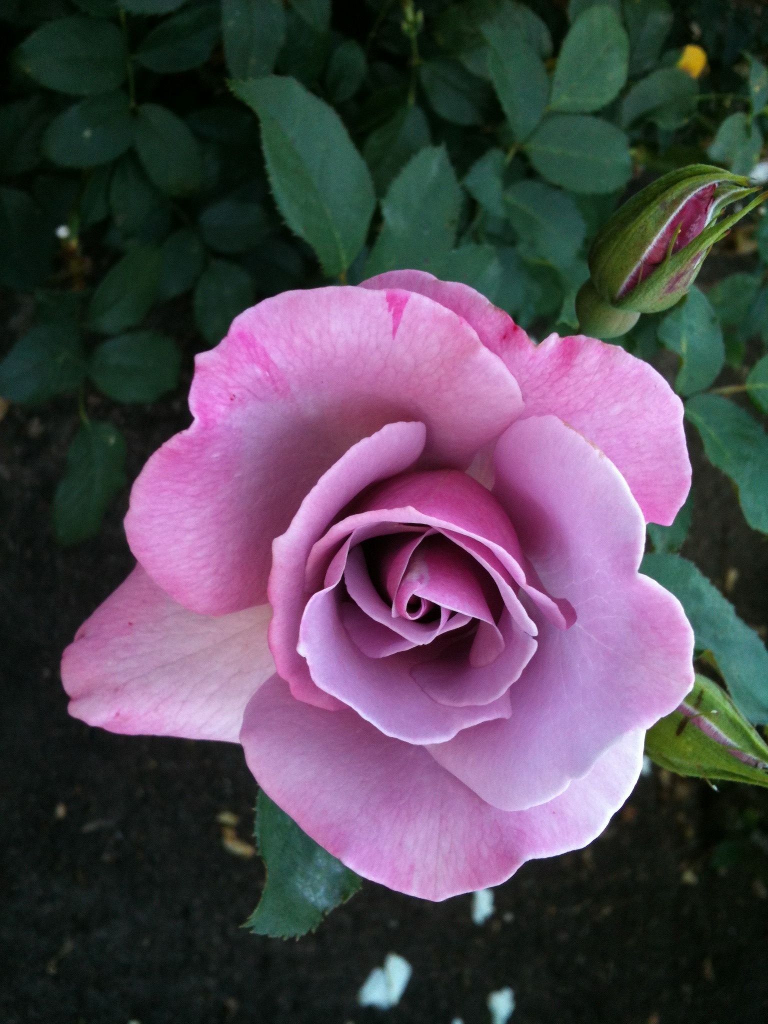 Roses by Pan Am CR-2100-LO roses - View #4