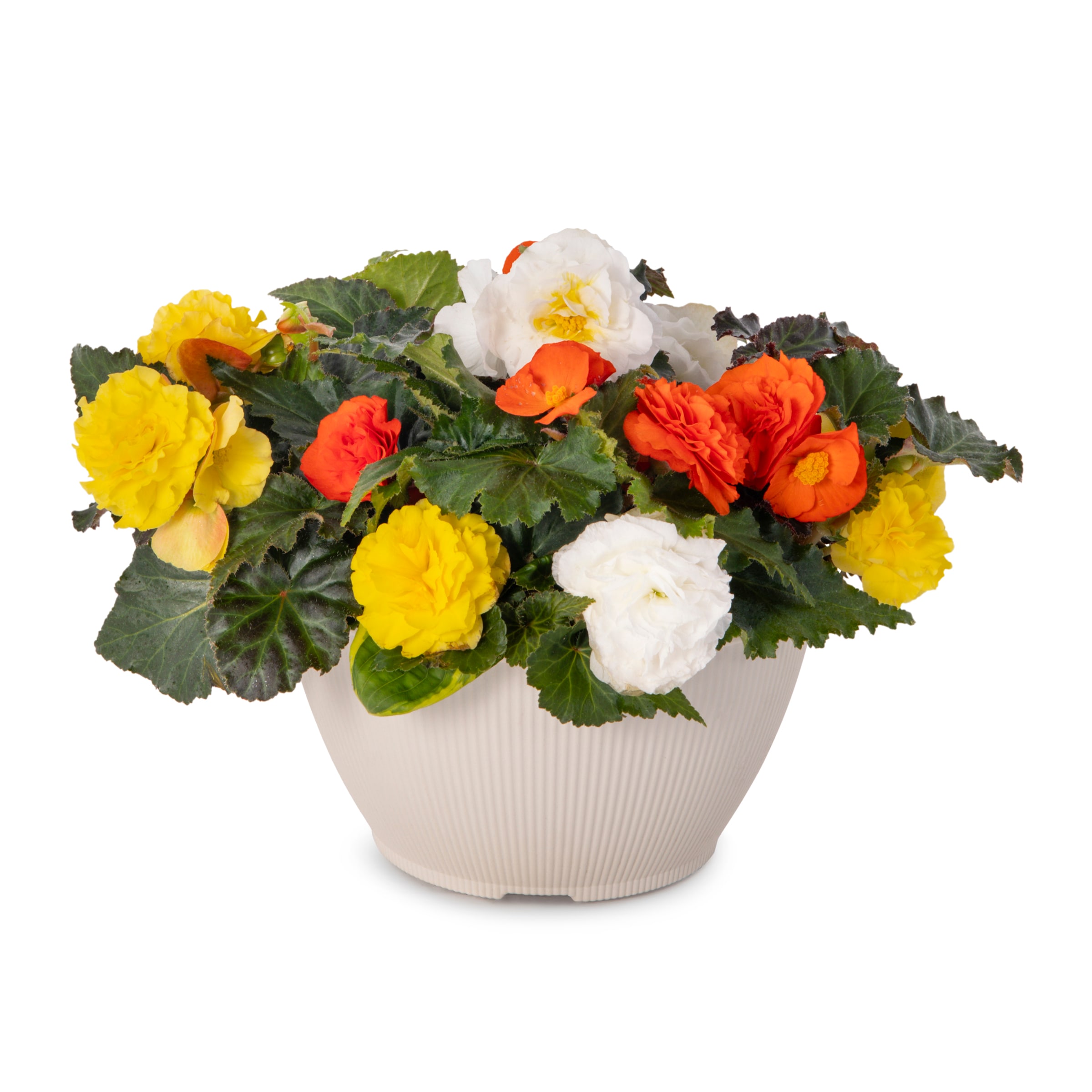 Lowe's 834885 Multicolor Begonia in 1-Gallon Planter