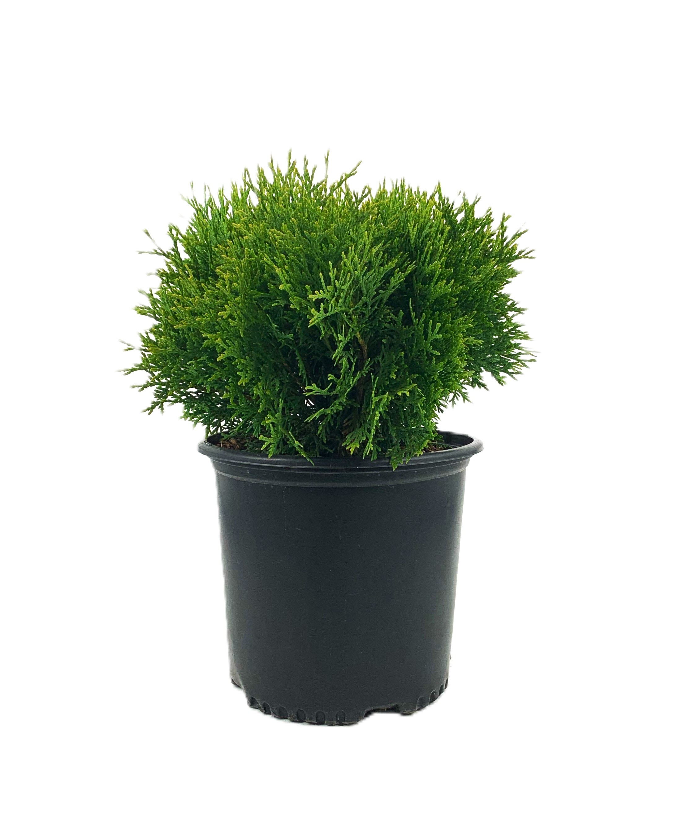 Little Giant Arborvitae Accent Shrub in 1.5-Gallon Pot in the Shrubs ...