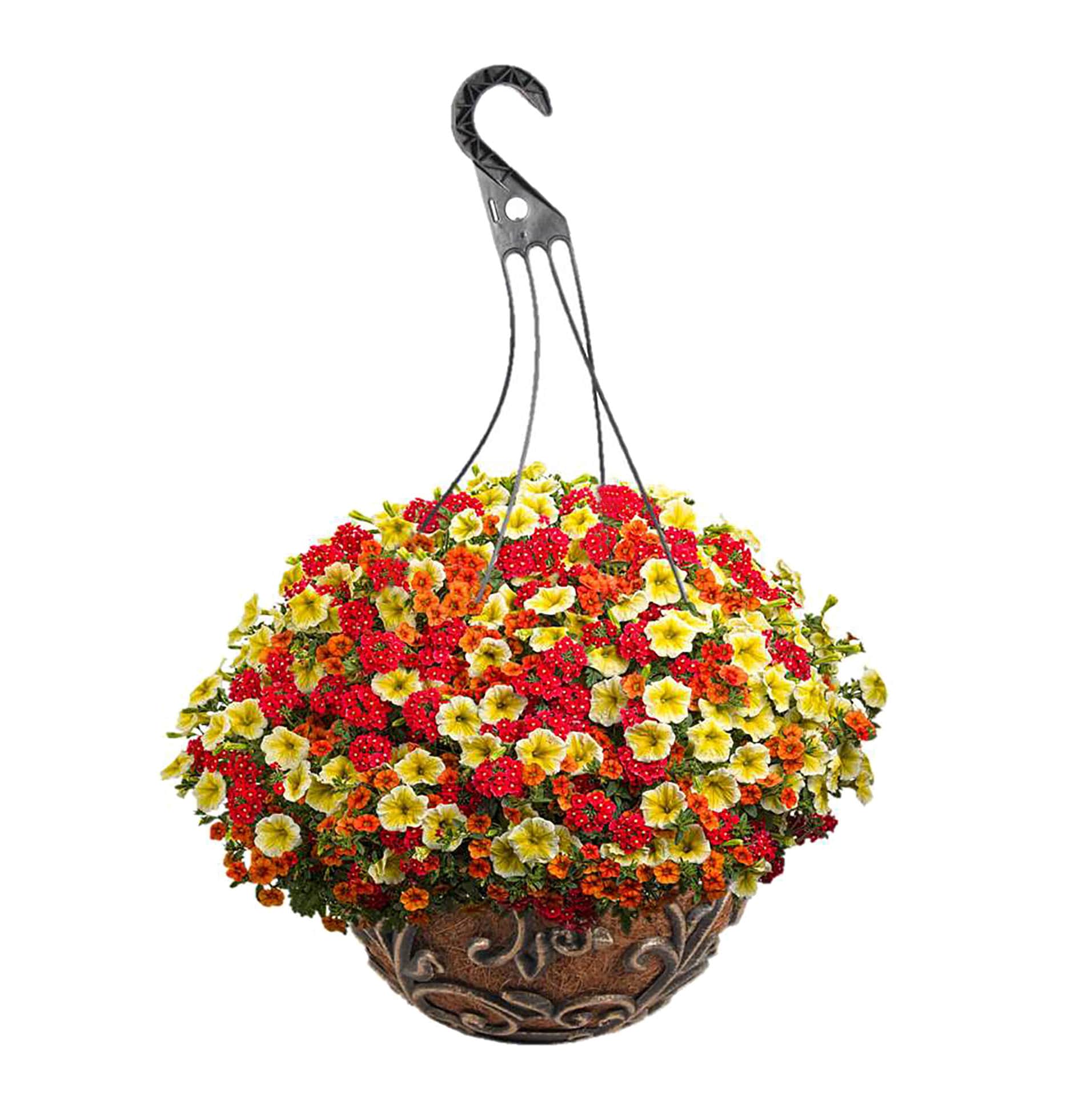 Proven Winners NURSERY Multicolor Mixed Annuals Combinations Hanging Basket