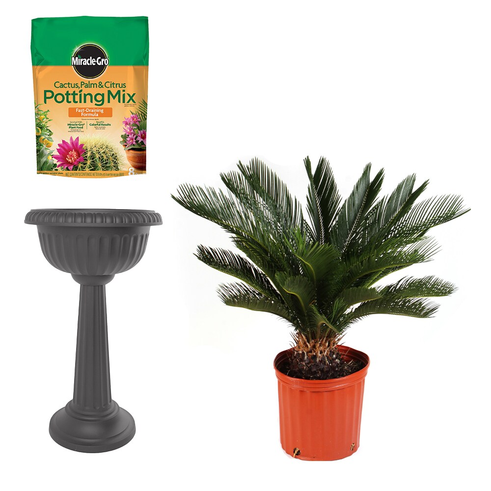 Shop Costa Farms Set of Costa Farms Sago Palm Tree House Plant in 10-in ...