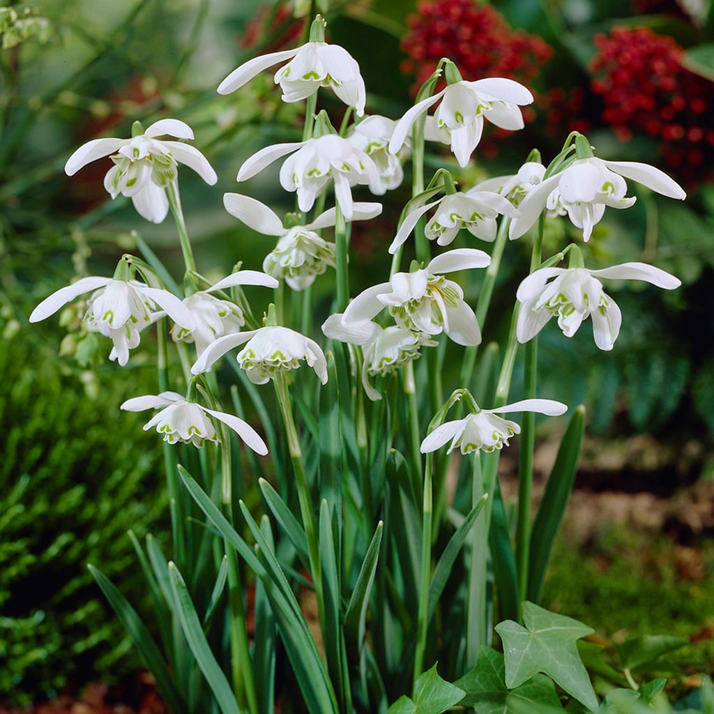 Van Zyverden 87116 White Snowdrop Bulbs 12 Count