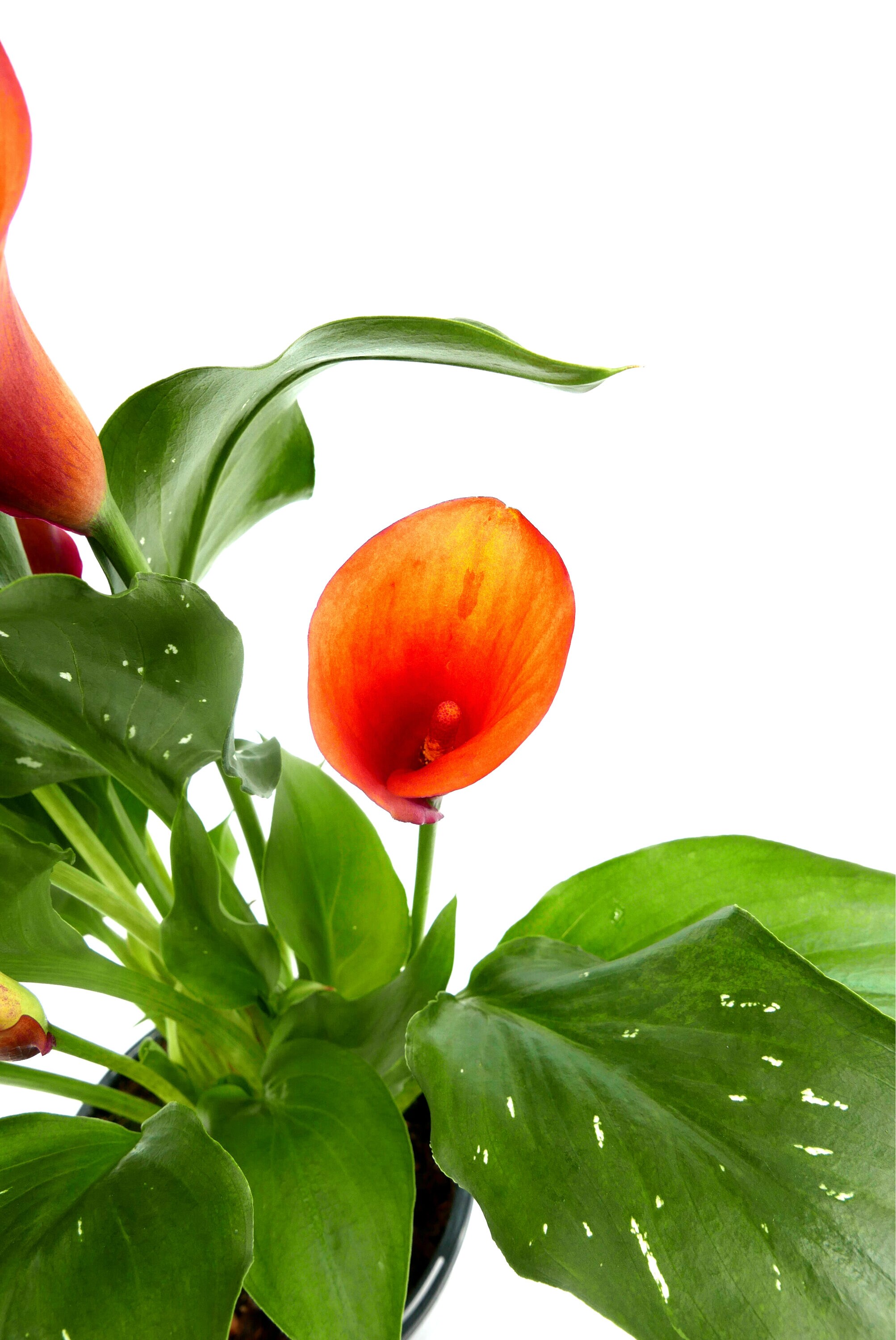  2452 perennials - View #3