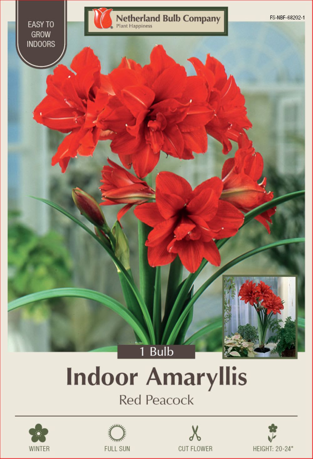 Hirt's Gardens - Red Peacock Double Amaryllis Bulb - Double Flower - One Bulb