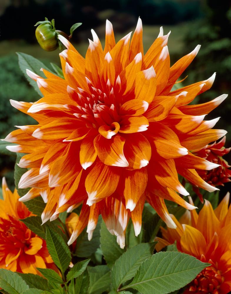 Garden State Bulb 40688 Orange Dahlia Color Spectacle Bulbs 4-Pack