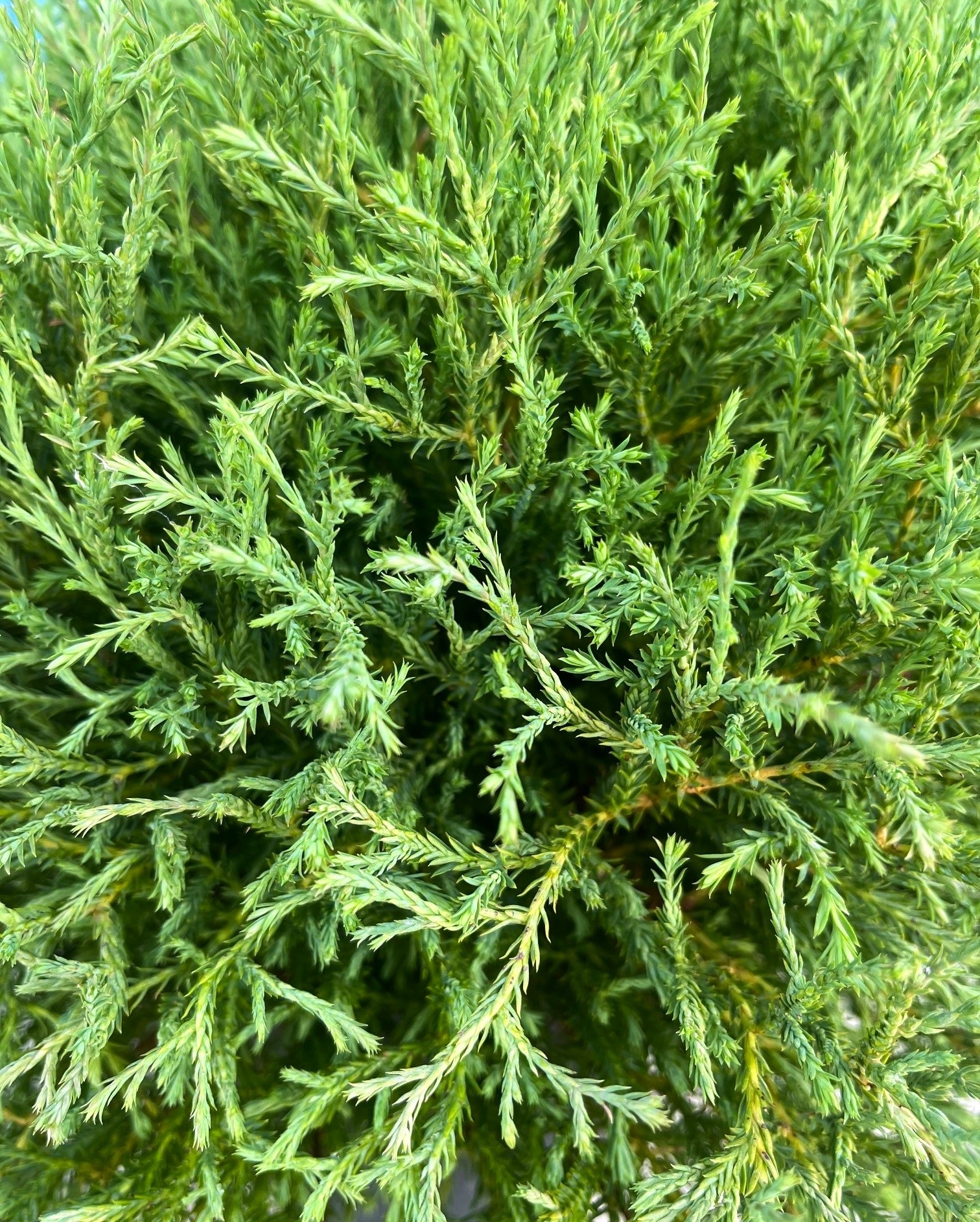  O884201 shrubs - View #2